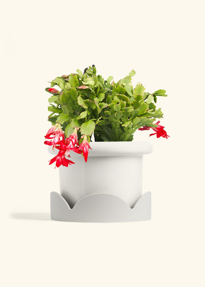 Christmas Cactus in a 8 inches Fat Lip White Planter in a Oat Petal Drip Tray
