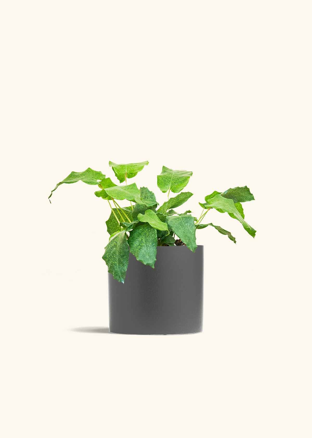 Calathea Musaica in a 6 inches Charcoal Classic Cylinder Planter