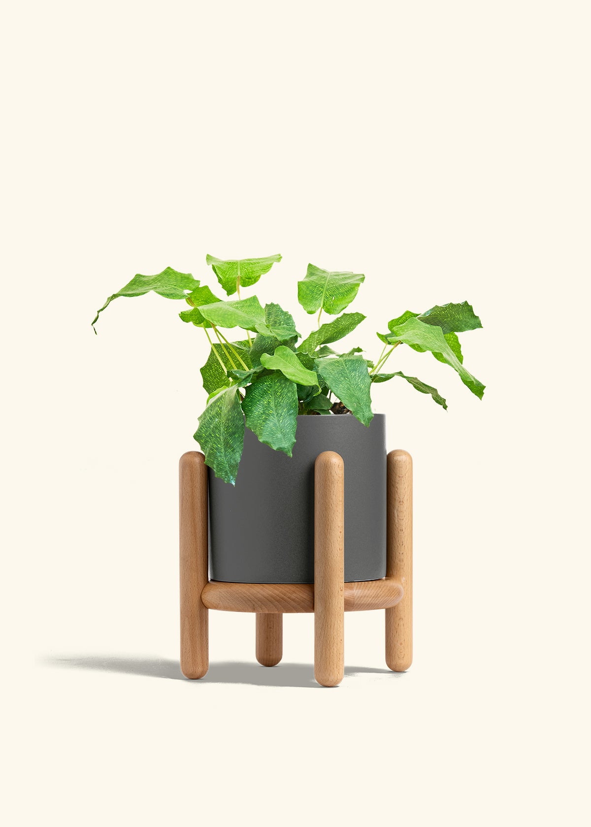 Calathea Musaica in a 6 inches Charcoal Classic Cylinder Planter in a Beech Wood Stand