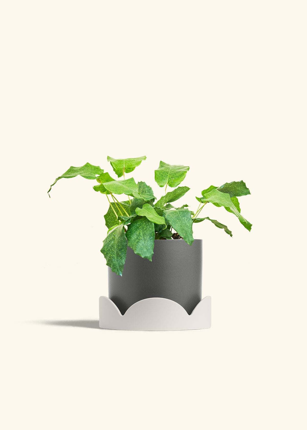 Calathea Musaica in a 6 inches Charcoal Classic Cylinder Planter in a Oat Petal Drip Tray