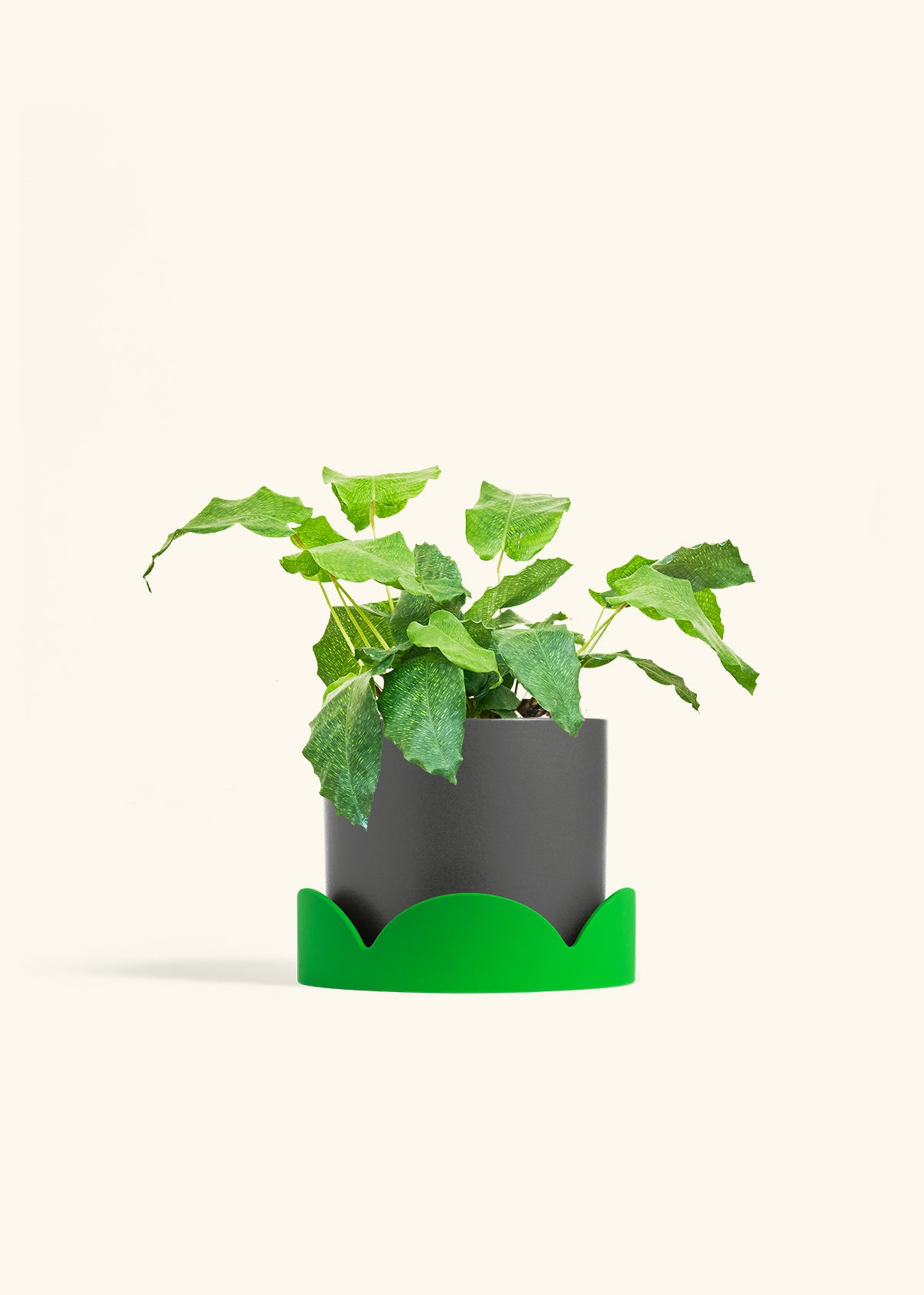 Calathea Musaica in a 6 inches Charcoal Classic Cylinder Planter in a Shamrock Petal Drip Tray