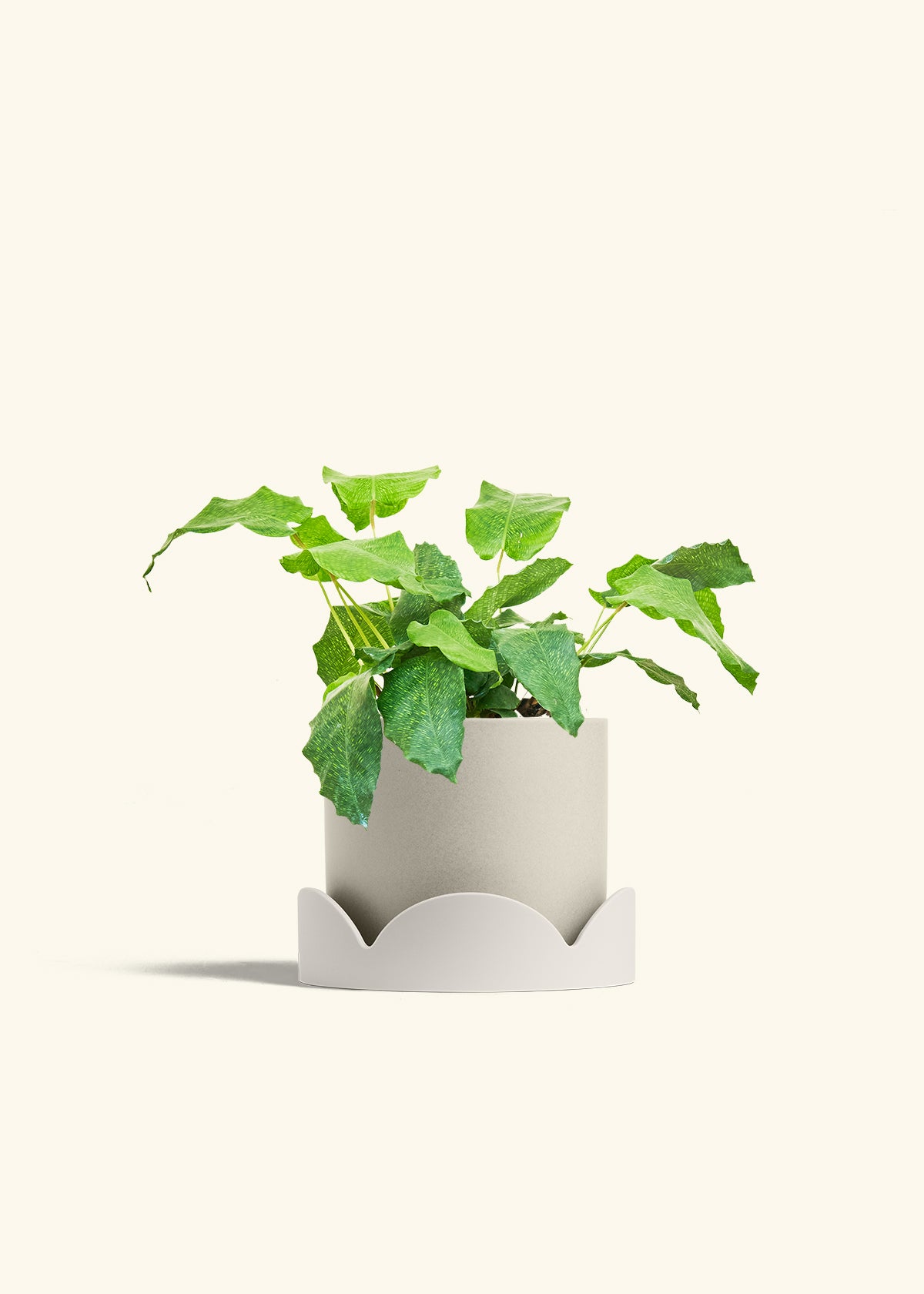 Calathea Musaica in a 6 inches Oat Classic Cylinder Planter in a Oat Petal Drip Tray