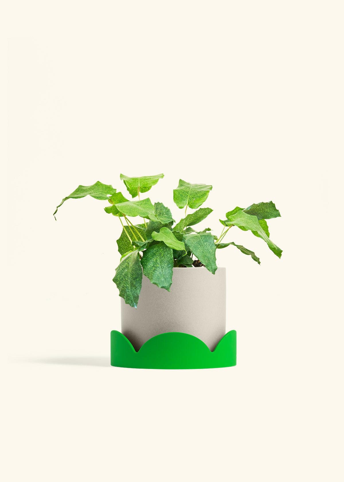 Calathea Musaica in a 6 inches Oat Classic Cylinder Planter in a Shamrock Petal Drip Tray