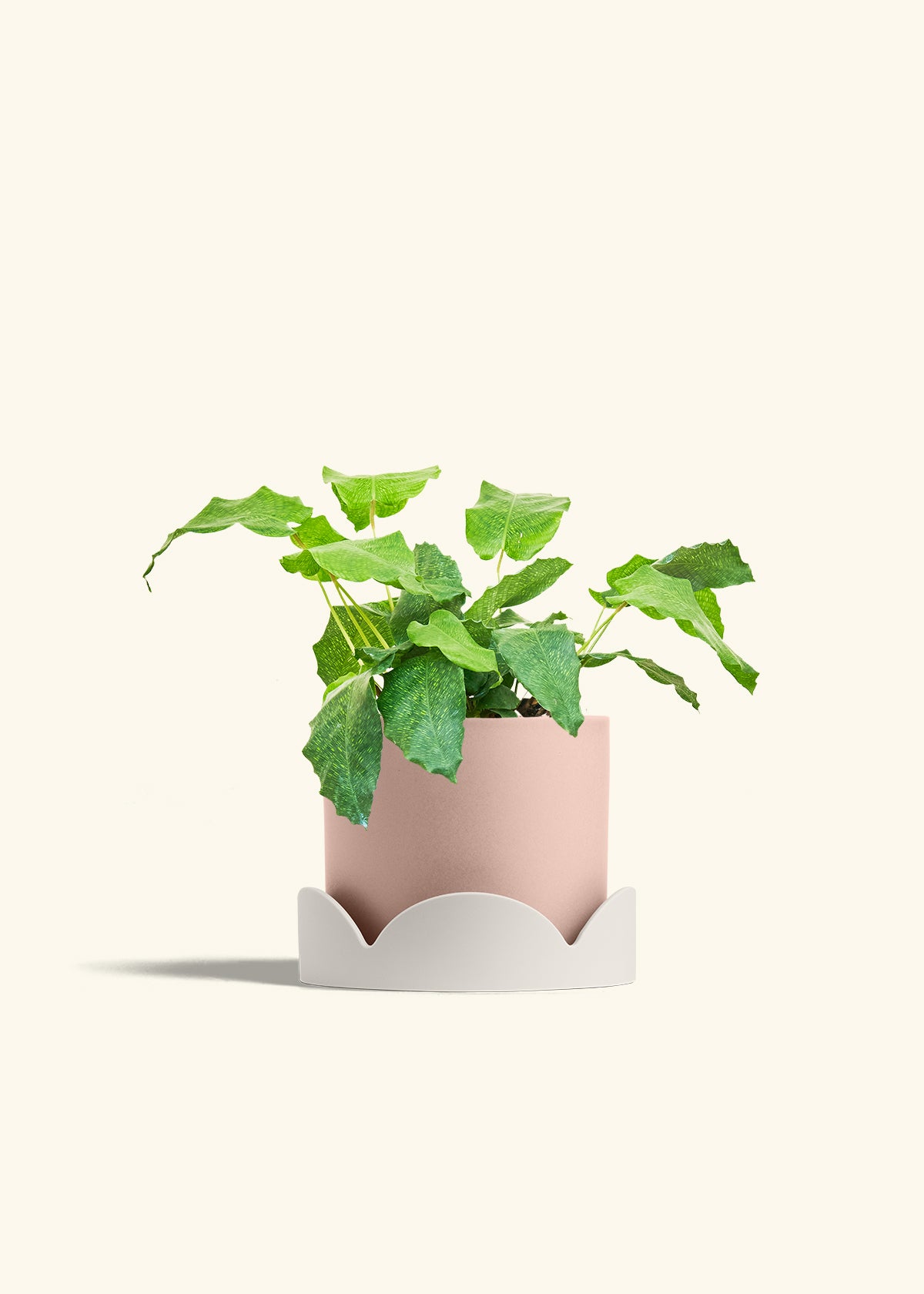 Calathea Musaica in a 6 inches Pink Classic Cylinder Planter in a Oat Petal Drip Tray