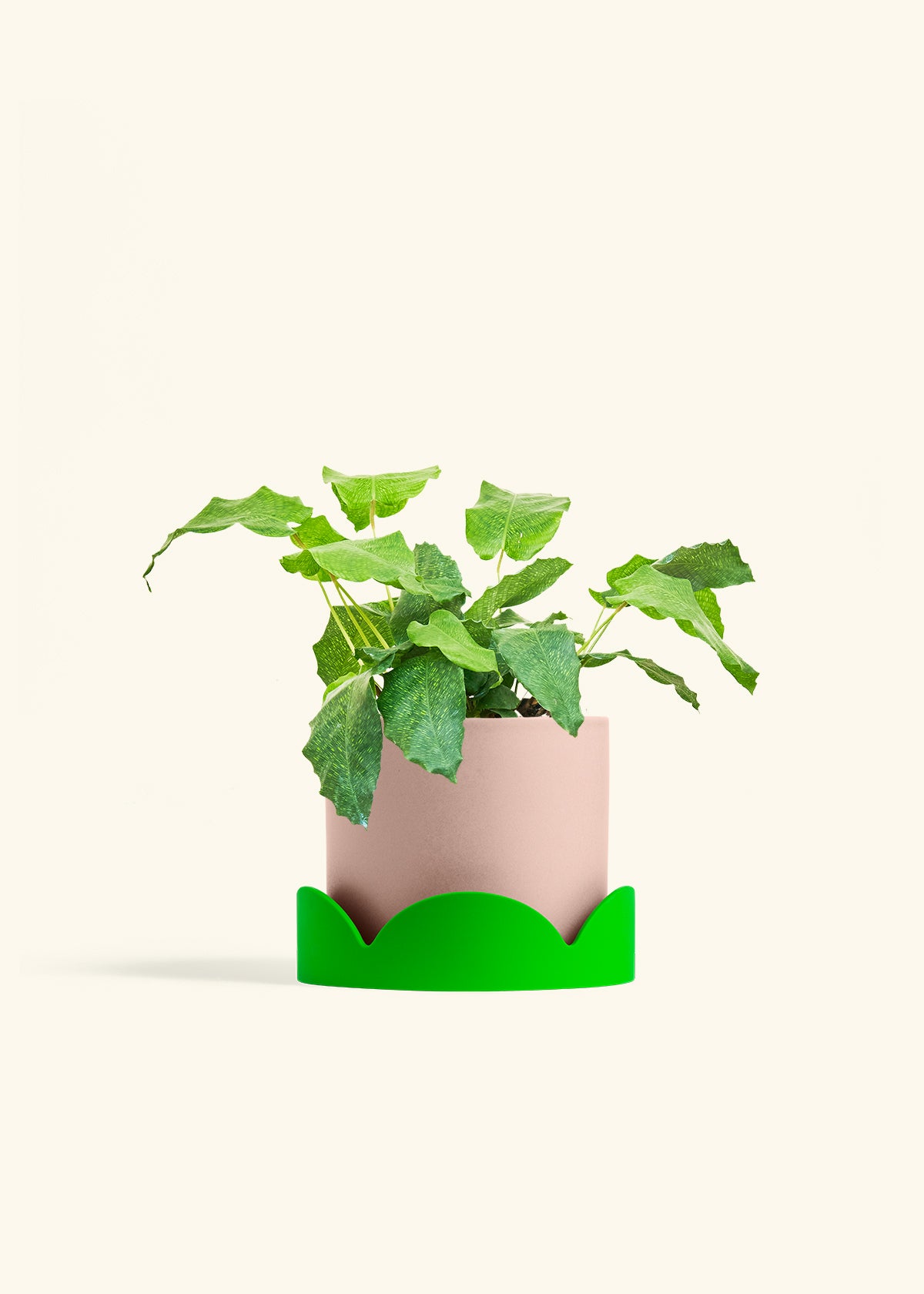 Calathea Musaica in a 6 inches Pink Classic Cylinder Planter in a Shamrock Petal Drip Tray
