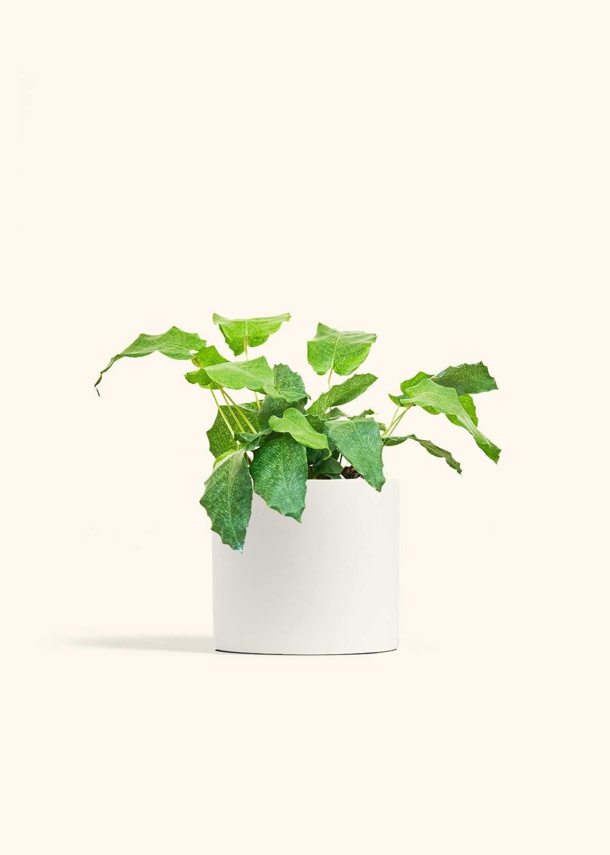 Calathea Musaica in a 6 inches White Classic Cylinder Planter