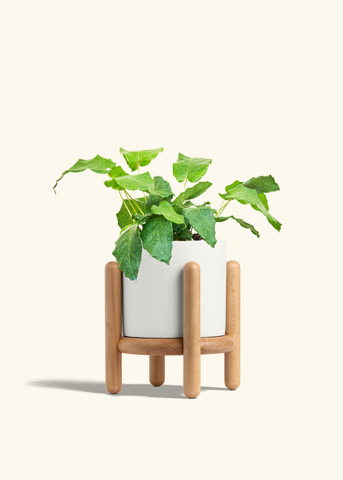 Calathea Musaica in a 6 inches White Classic Cylinder Planter in a Beech Wood Stand