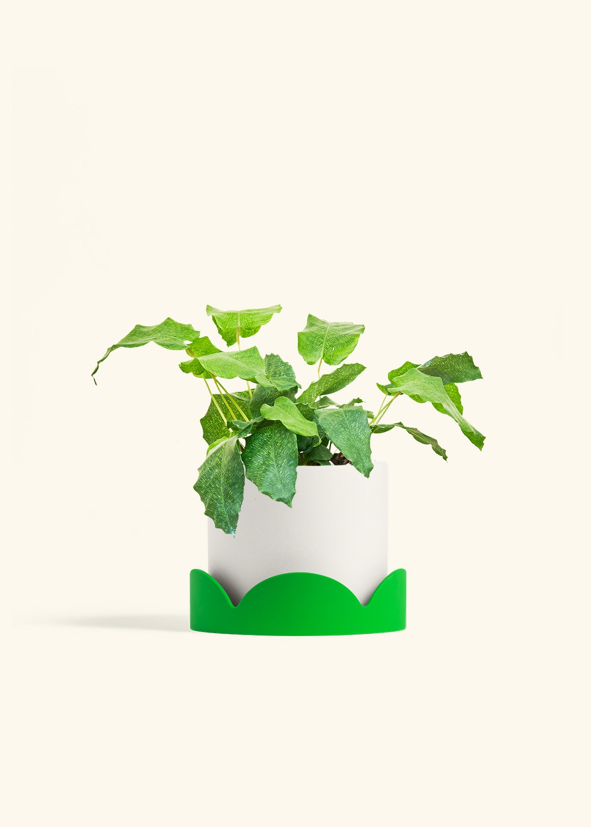 Calathea Musaica in a 6 inches White Classic Cylinder Planter in a Shamrock Petal Drip Tray