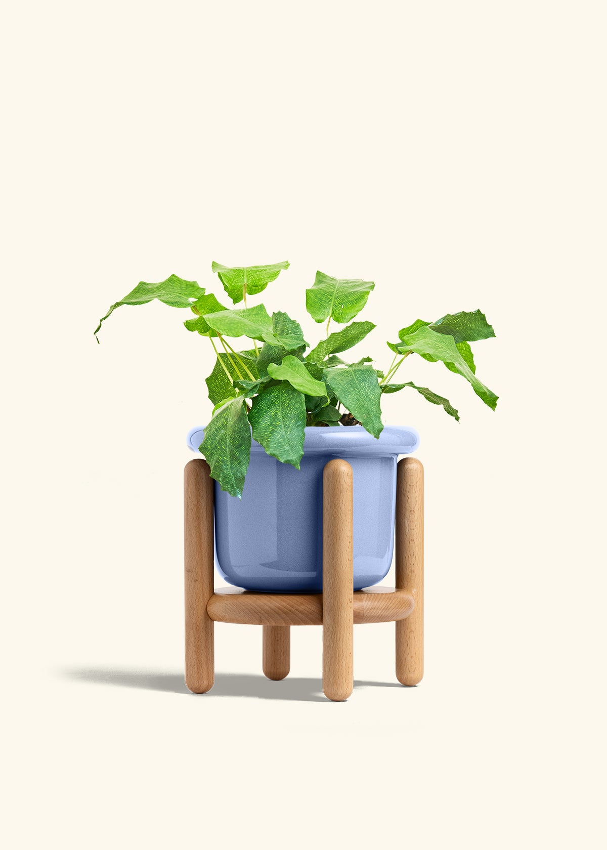 Calathea Musaica in a 6 inches Fat Lip Blue Planter in a Beech Wood Stand