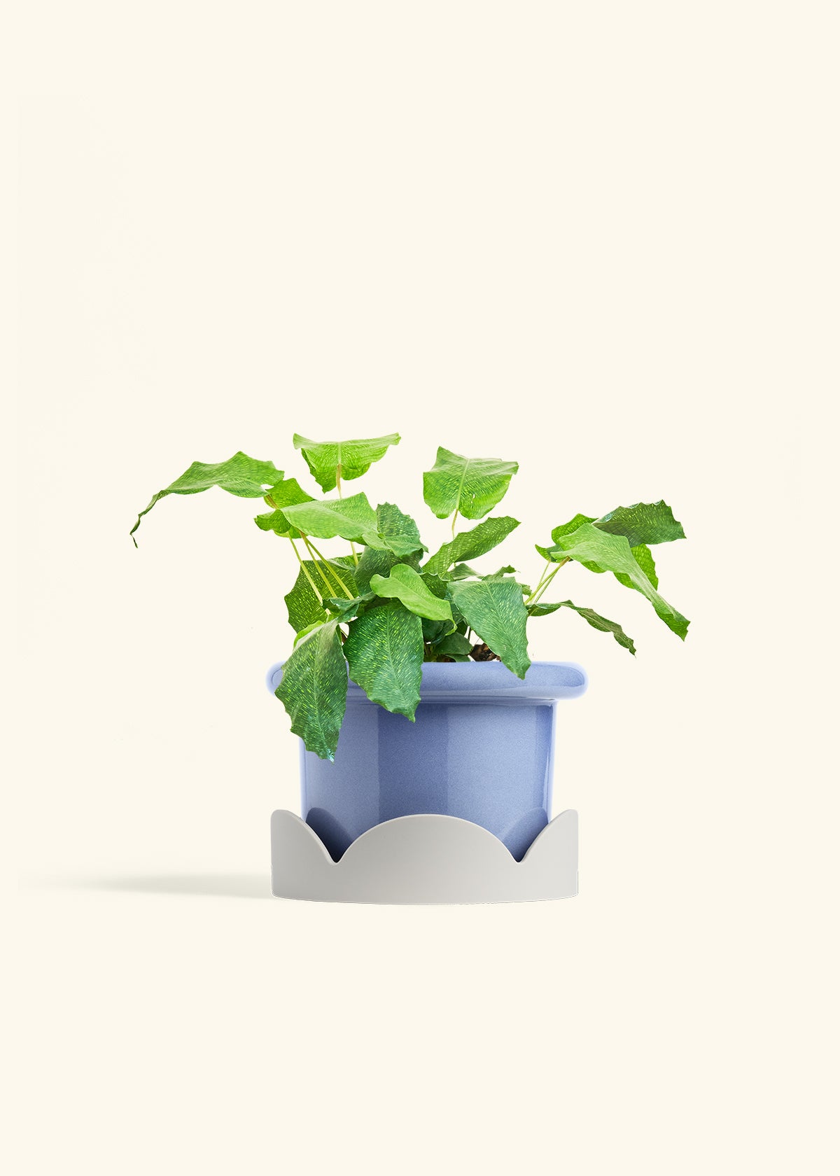 Calathea Musaica in a 6 inches Fat Lip Blue Planter in a Oat Petal Drip Tray