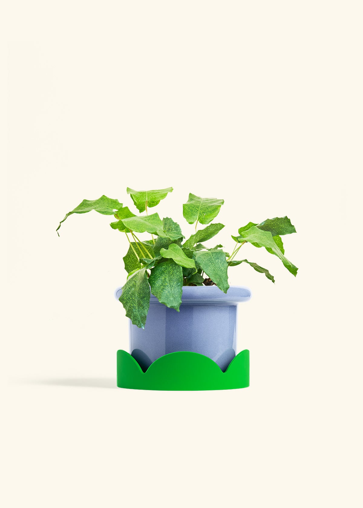 Calathea Musaica in a 6 inches Fat Lip Blue Planter in a Shamrock Petal Drip Tray