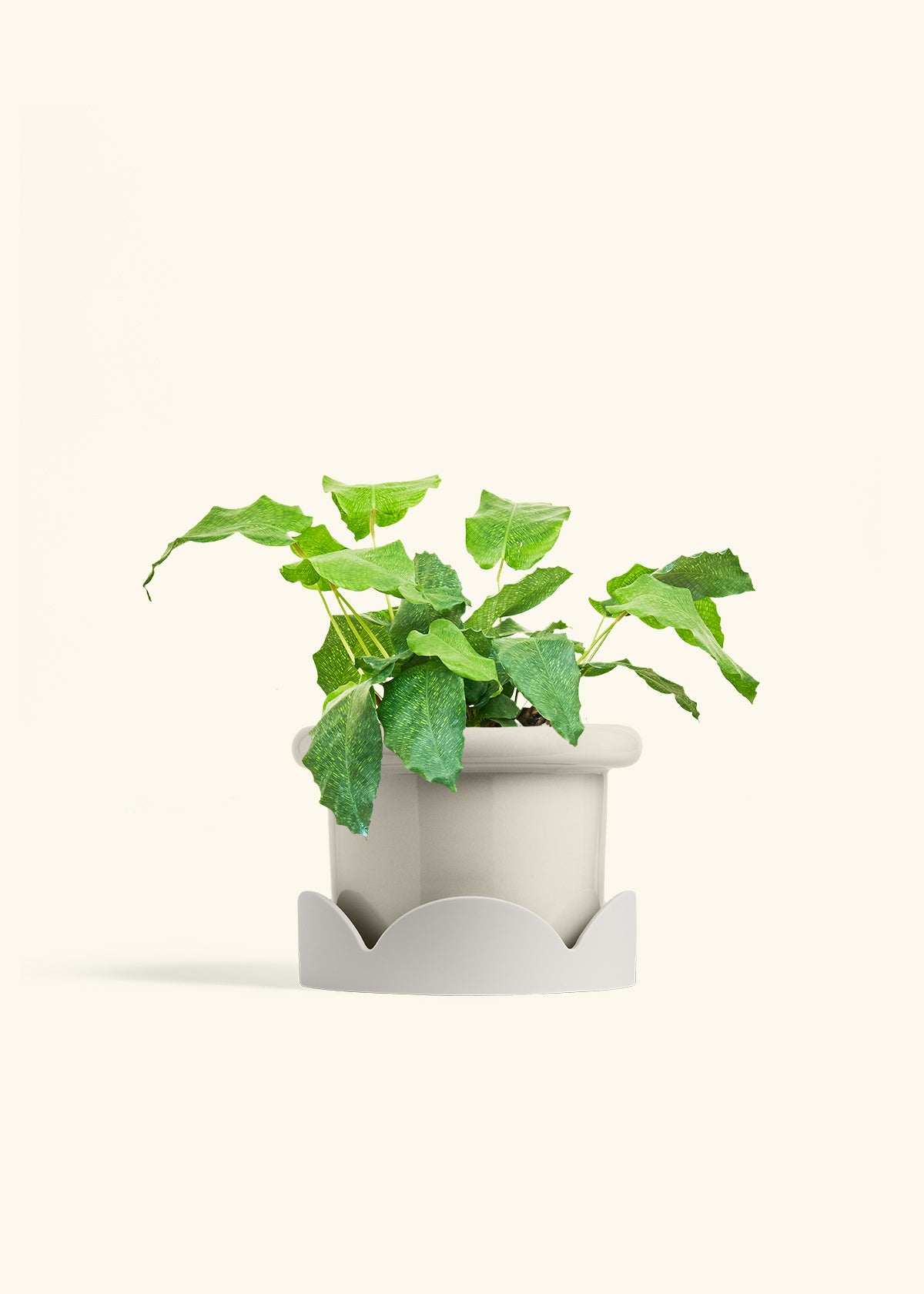 Calathea Musaica in a 6 inches Fat Lip Oat Planter in a Oat Petal Drip Tray