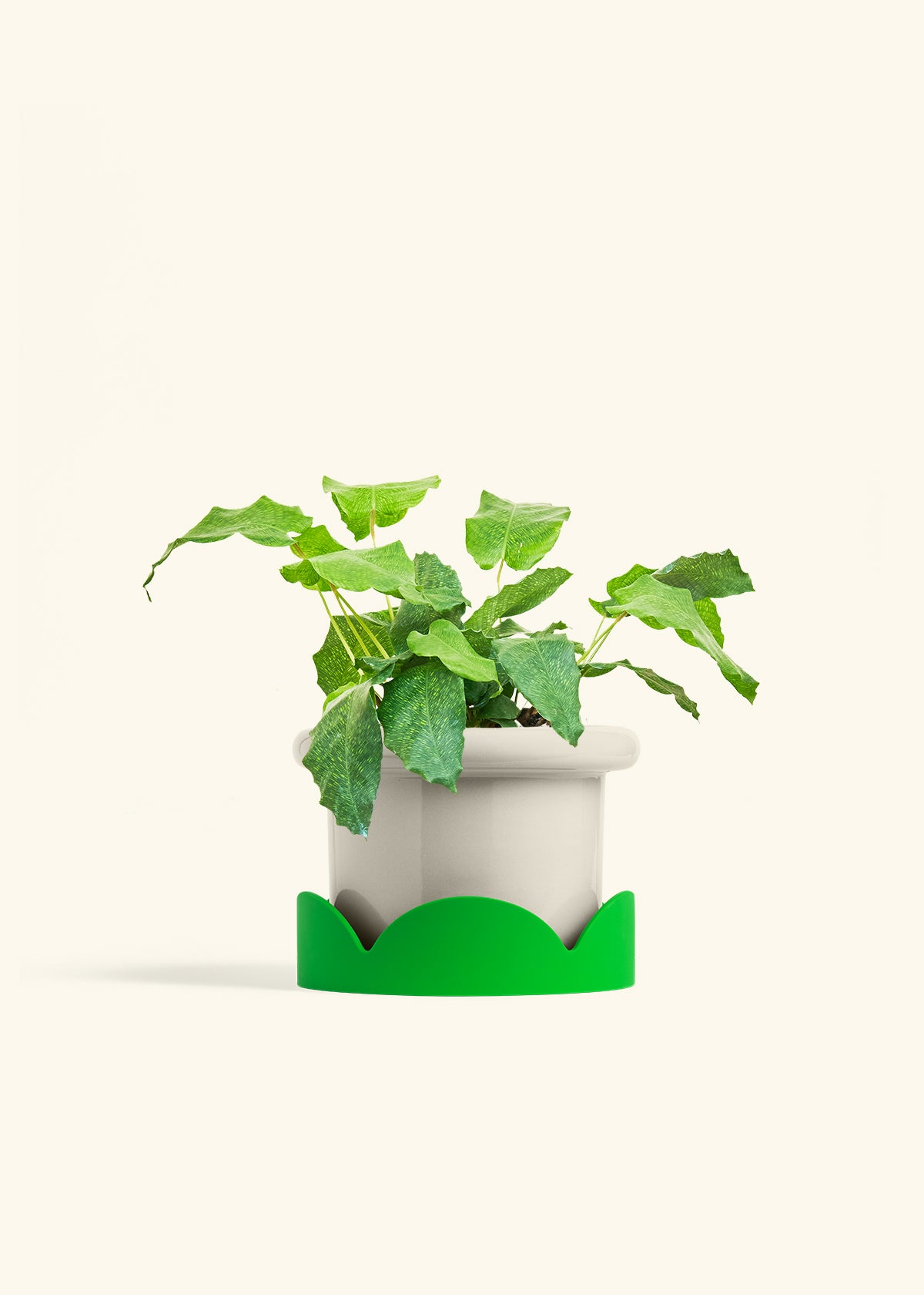 Calathea Musaica in a 6 inches Fat Lip Oat Planter in a Shamrock Petal Drip Tray