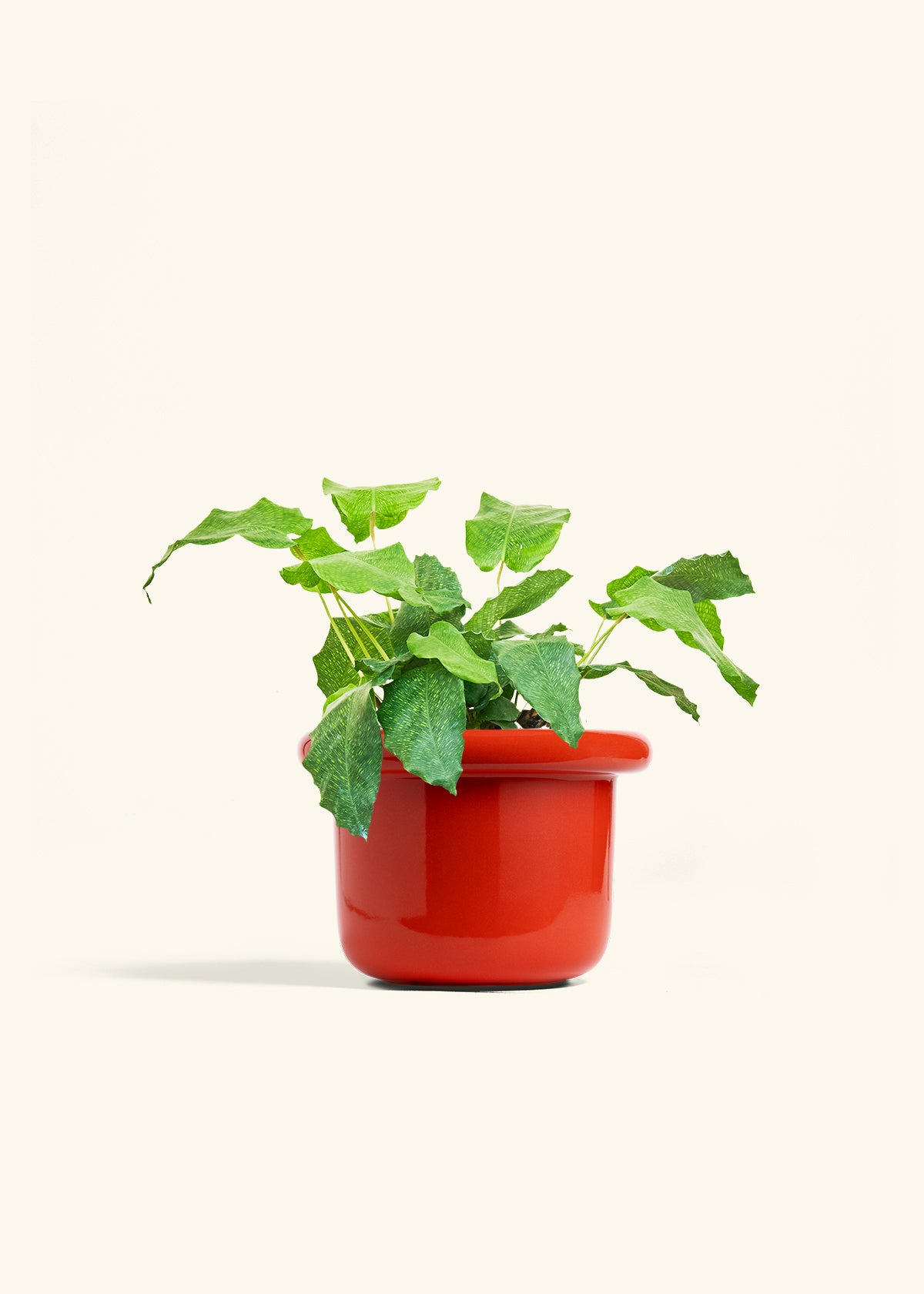 Calathea Musaica in a 6 inches Fat Lip Red Planter