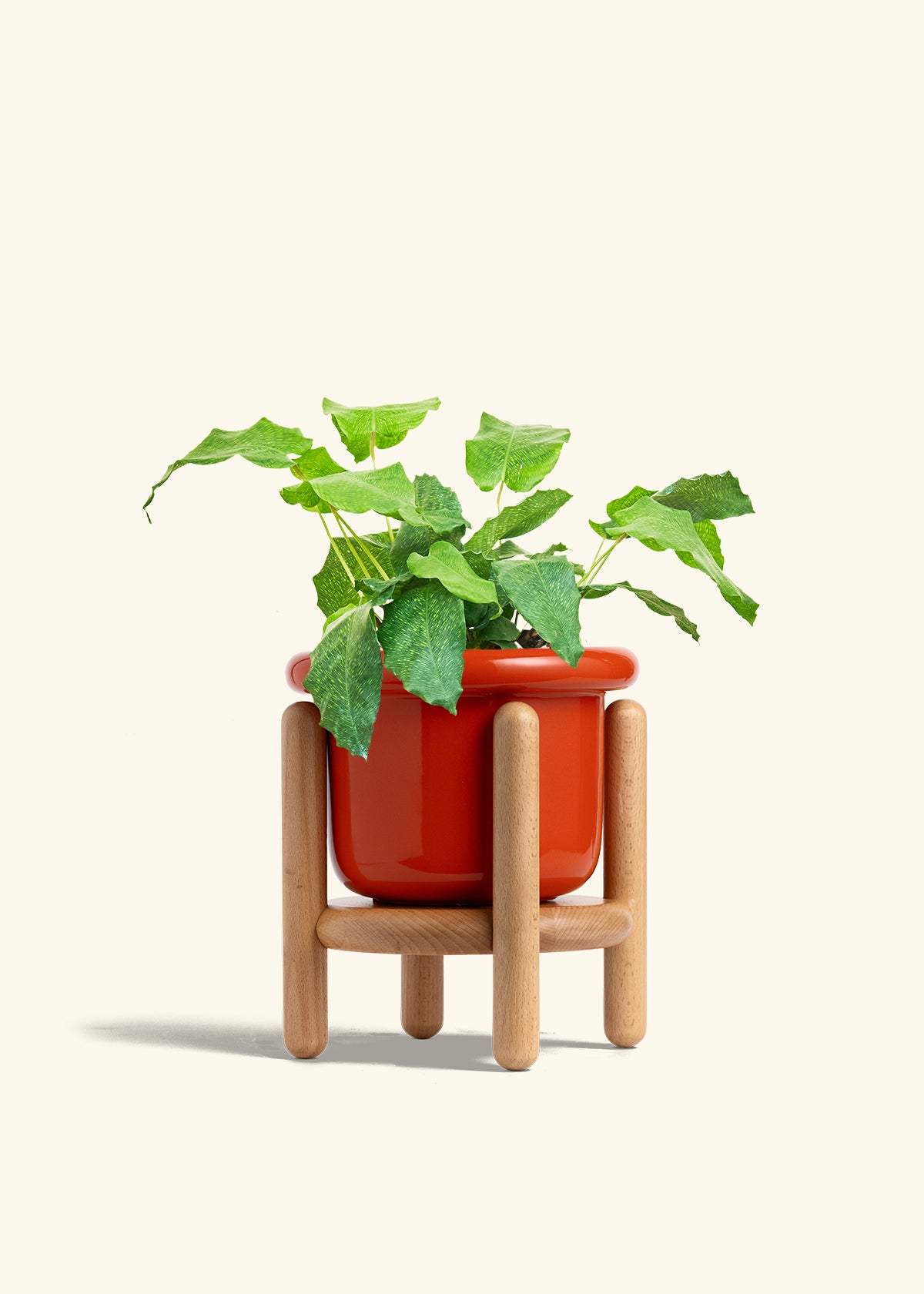 Calathea Musaica in a 6 inches Fat Lip Red Planter in a Beech Wood Stand
