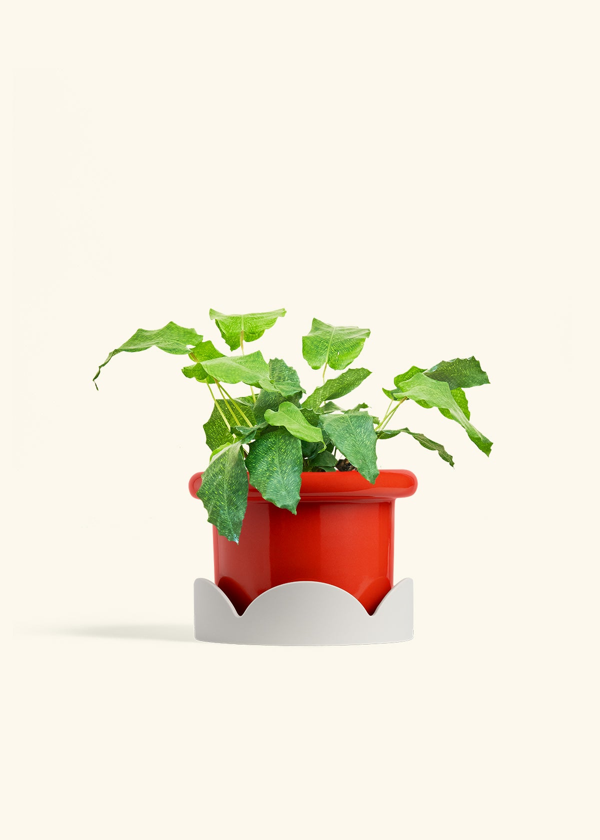 Calathea Musaica in a 6 inches Fat Lip Red Planter in a Oat Petal Drip Tray