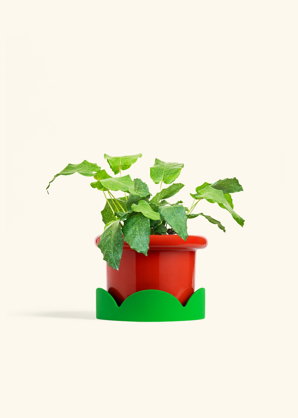 Calathea Musaica in a 6 inches Fat Lip Red Planter in a Shamrock Petal Drip Tray