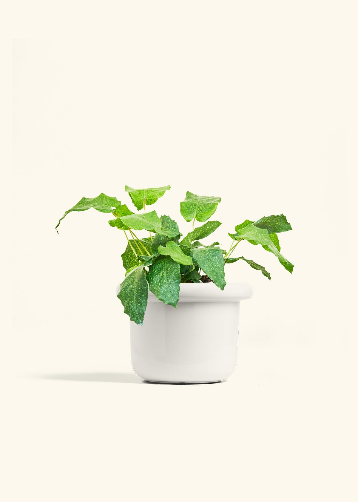 Calathea Musaica in a 6 inches Fat Lip White Planter