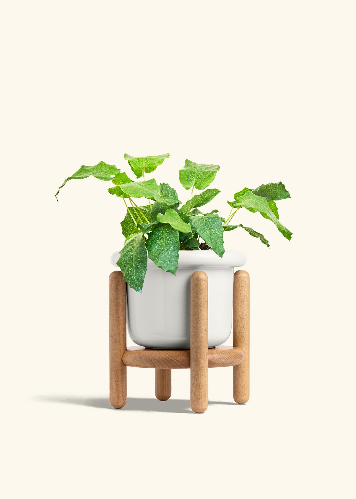 Calathea Musaica in a 6 inches Fat Lip White Planter in a Beech Wood Stand