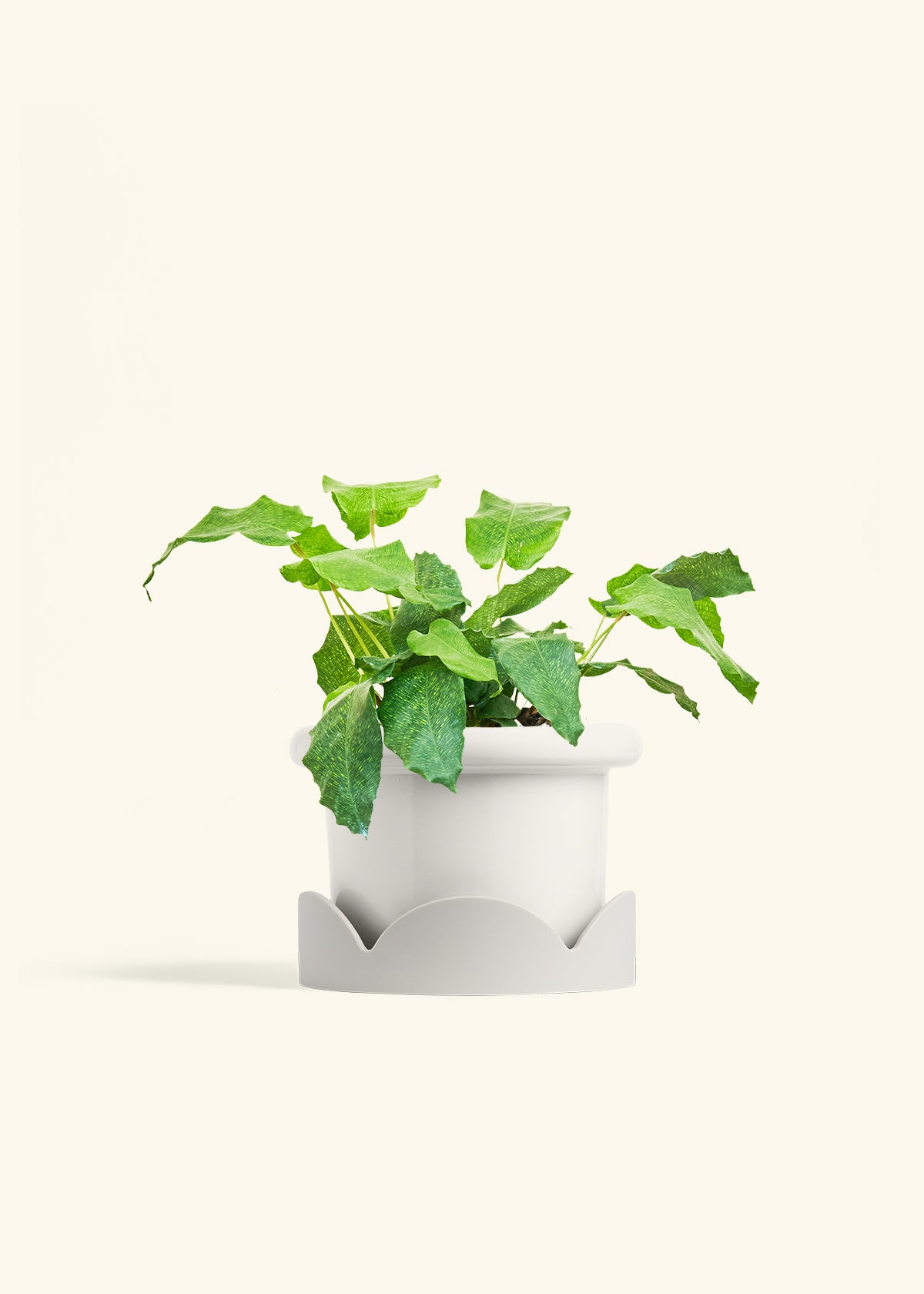 Calathea Musaica in a 6 inches Fat Lip White Planter in a Oat Petal Drip Tray