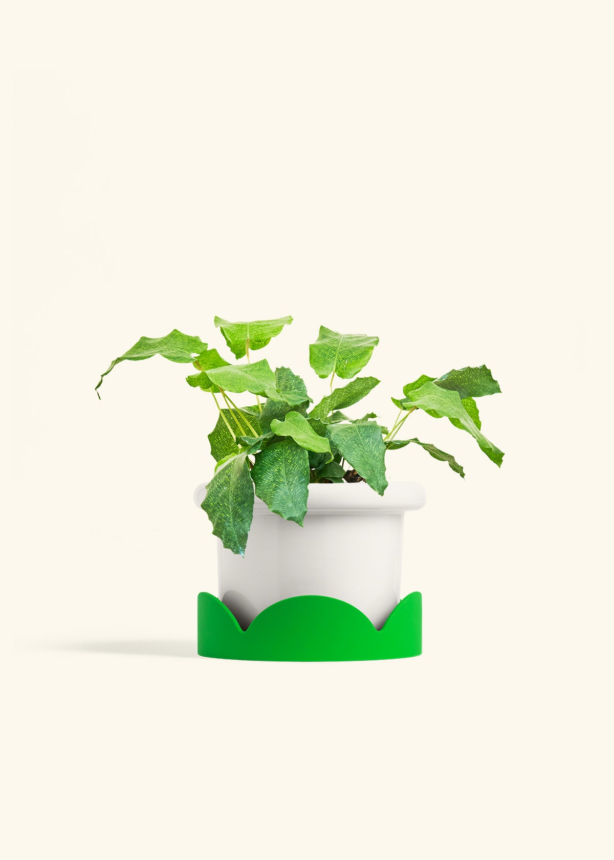 Calathea Musaica in a 6 inches Fat Lip White Planter in a Shamrock Petal Drip Tray