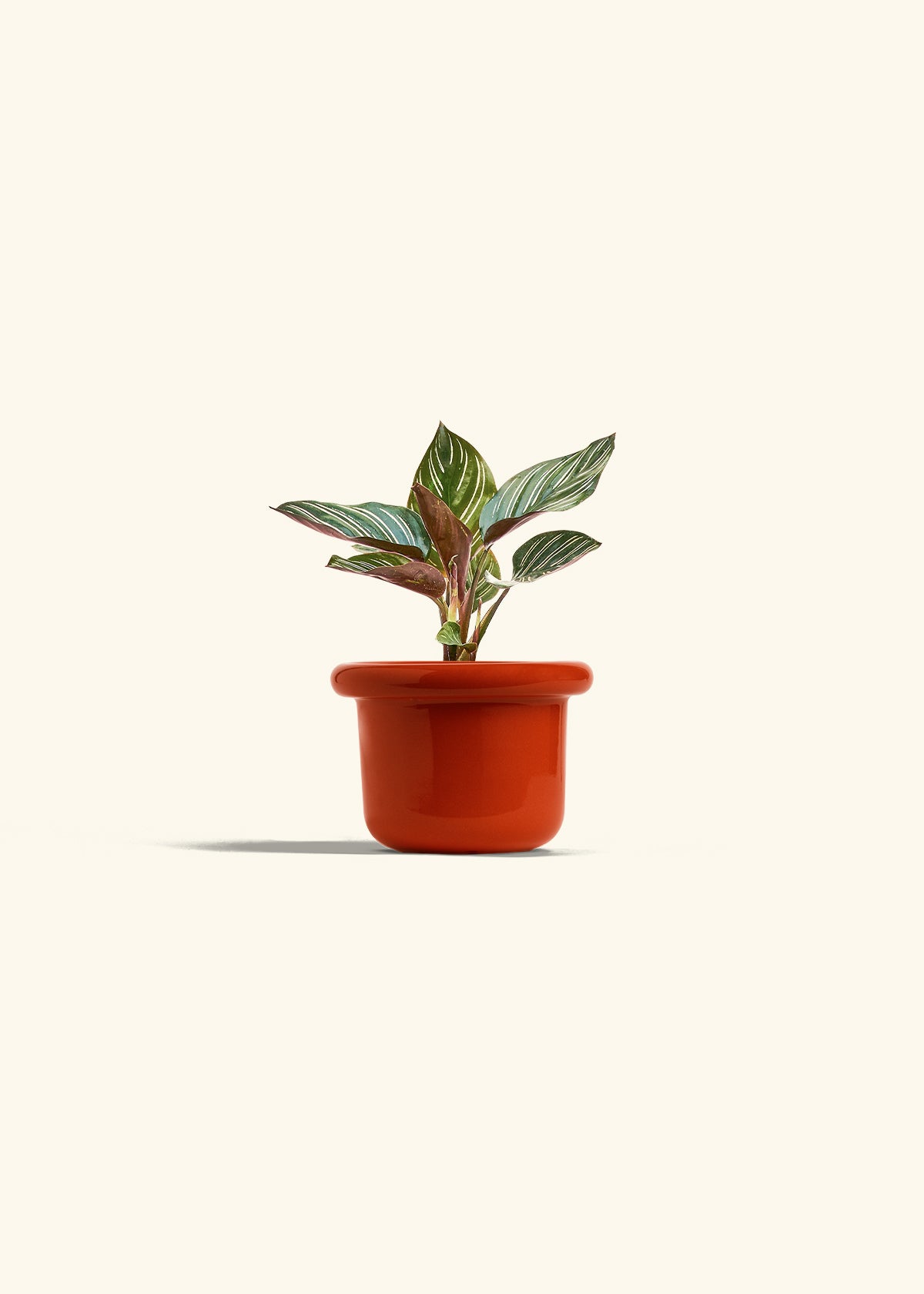 Pinstripe Calathea in a 4 inches Fat Lip Red Planter