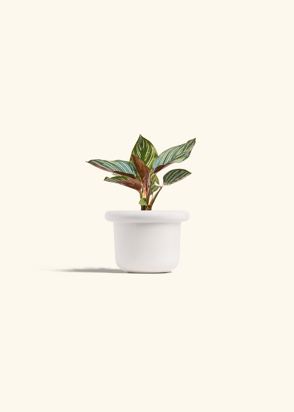 Pinstripe Calathea in a 4 inches Fat Lip White Planter