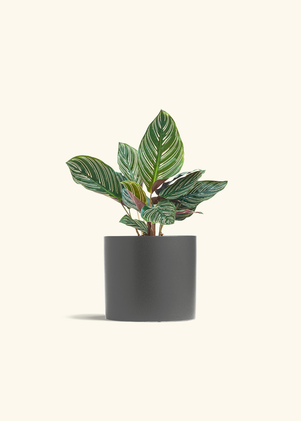 Calathea Pinstripe in a 6 inches Charcoal Classic Cylinder Planter