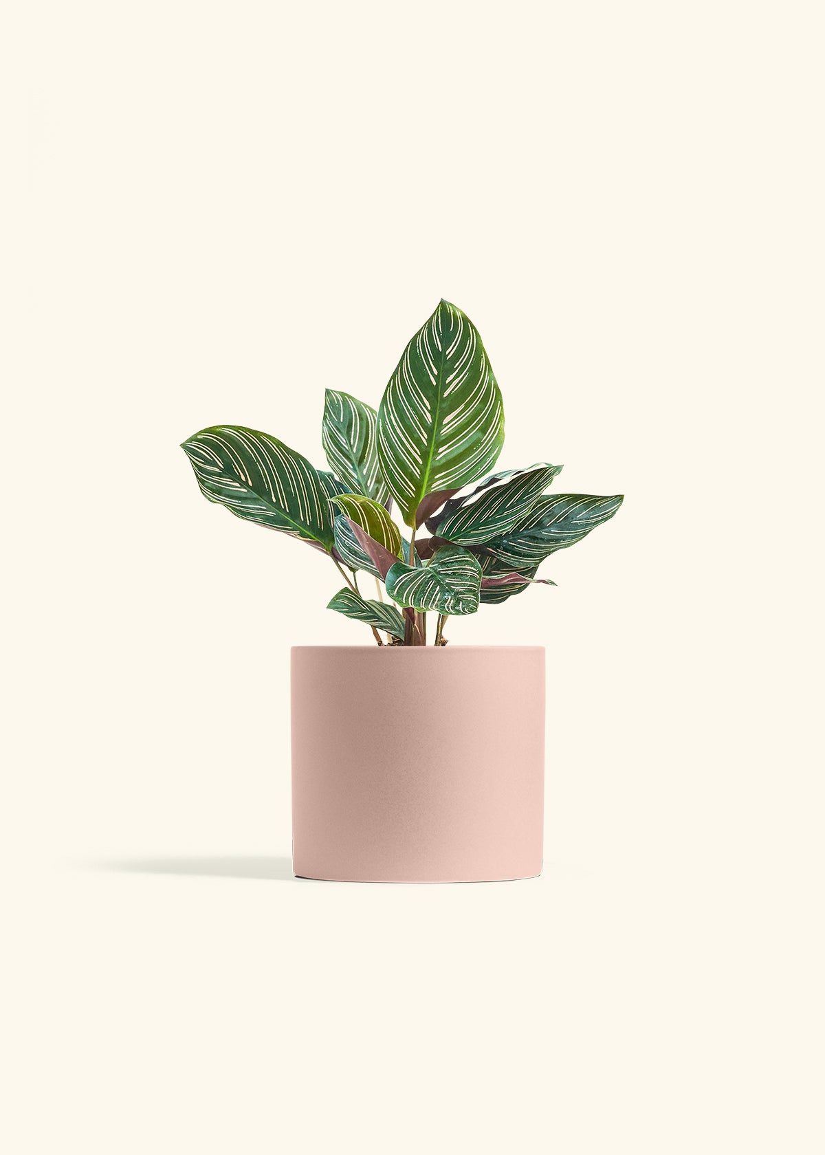 Calathea Pinstripe in a 6 inches Pink Classic Cylinder Planter