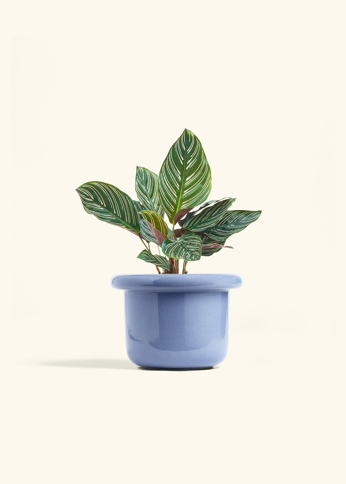 Calathea Pinstripe in a 6 inches Fat Lip Blue Planter