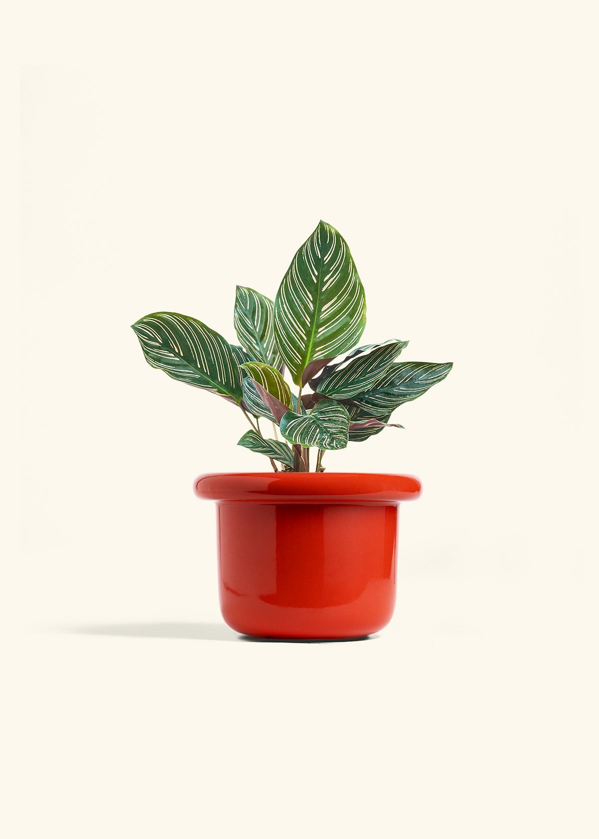 Calathea Pinstripe in a 6 inches Fat Lip Red Planter
