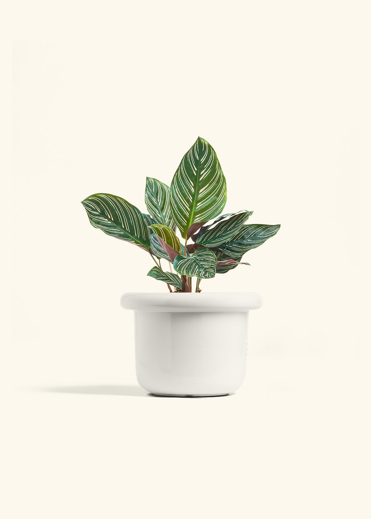 Calathea Pinstripe in a 6 inches Fat Lip White Planter