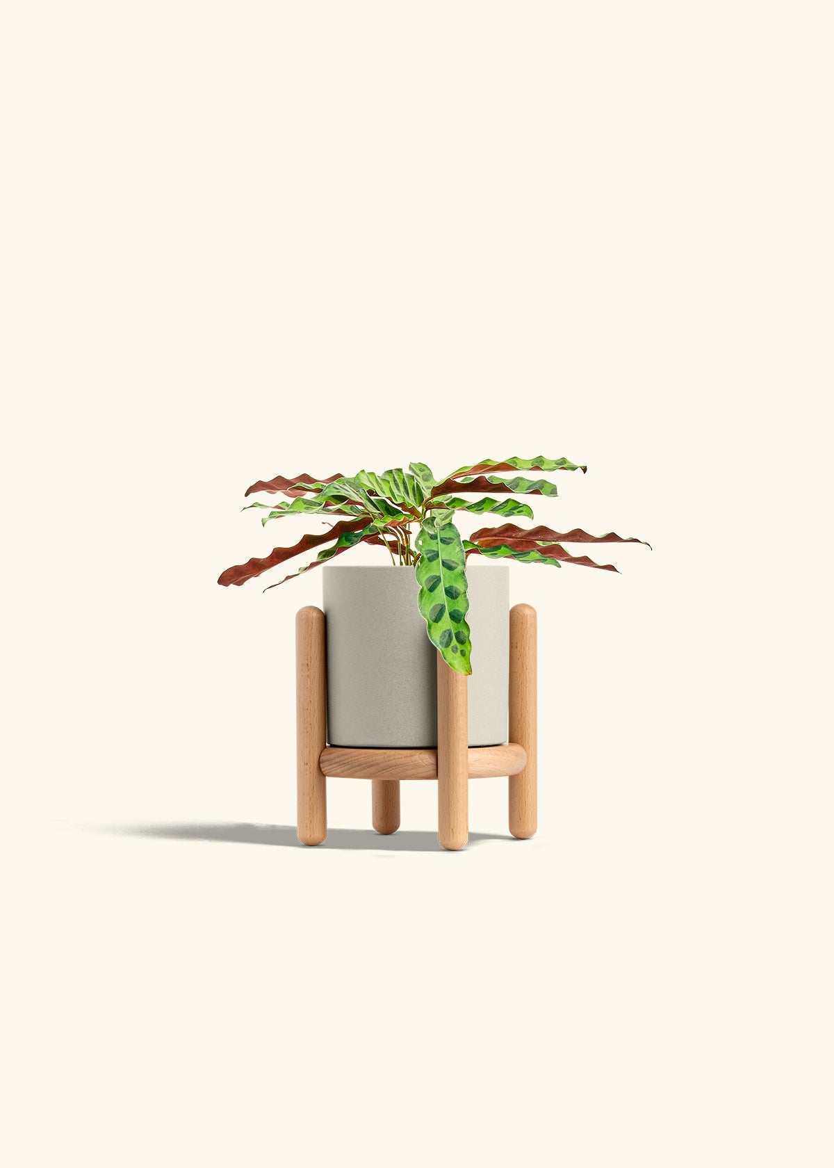 Calathea 'Rattlesnake', Small