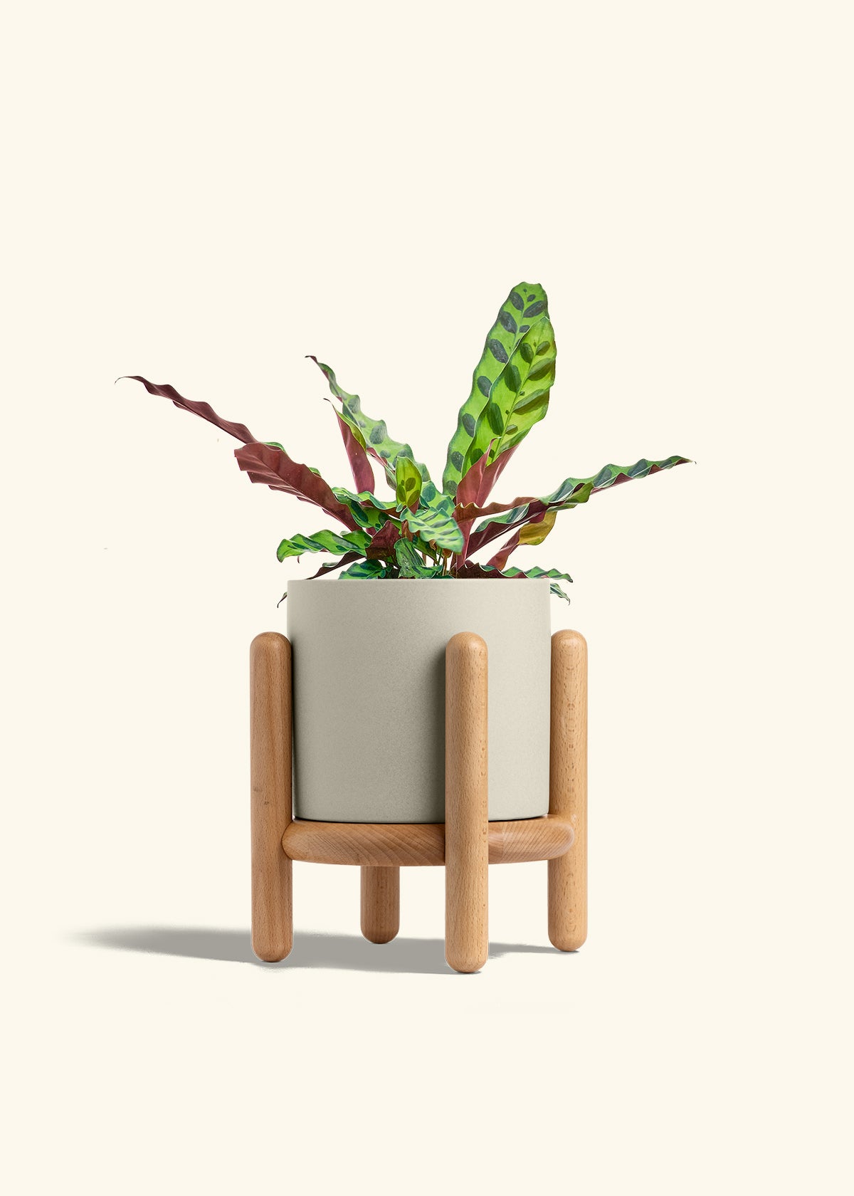 Calathea Rattlesnake in a 6 inches Oat Classic Cylinder Planter in a Beech Wood Stand