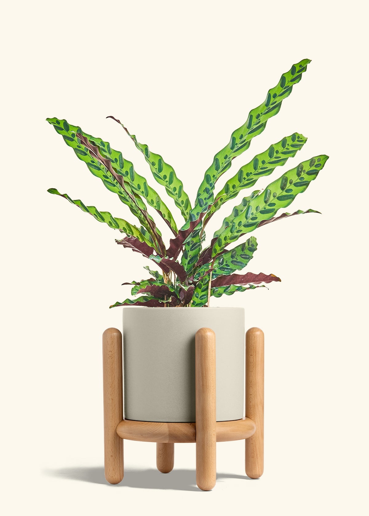 Calathea Rattlesnake in a 8 inches Oat Classic Cylinder Planter in a Beech Wood Stand