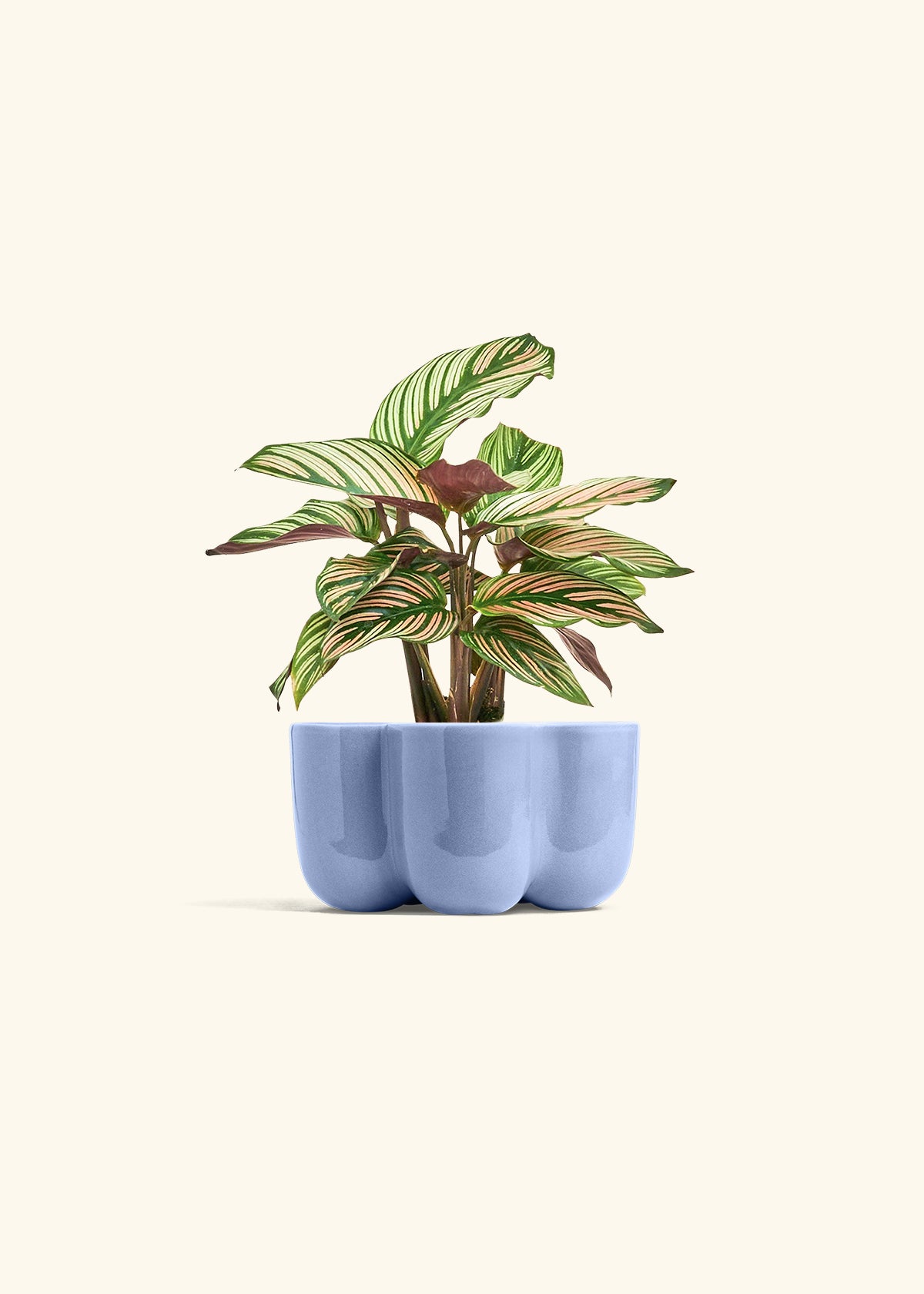 Calathea White Star in a 4 inches in a Blue Petal Planter