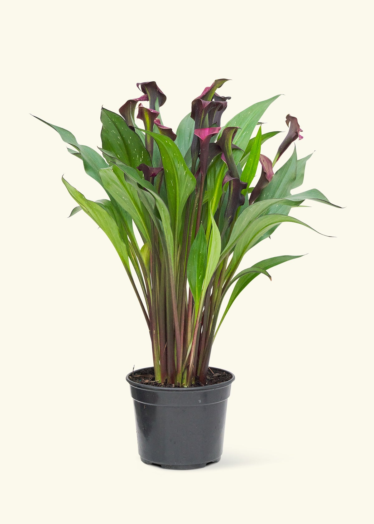 Assorted Calla Lilies, 4-Pack