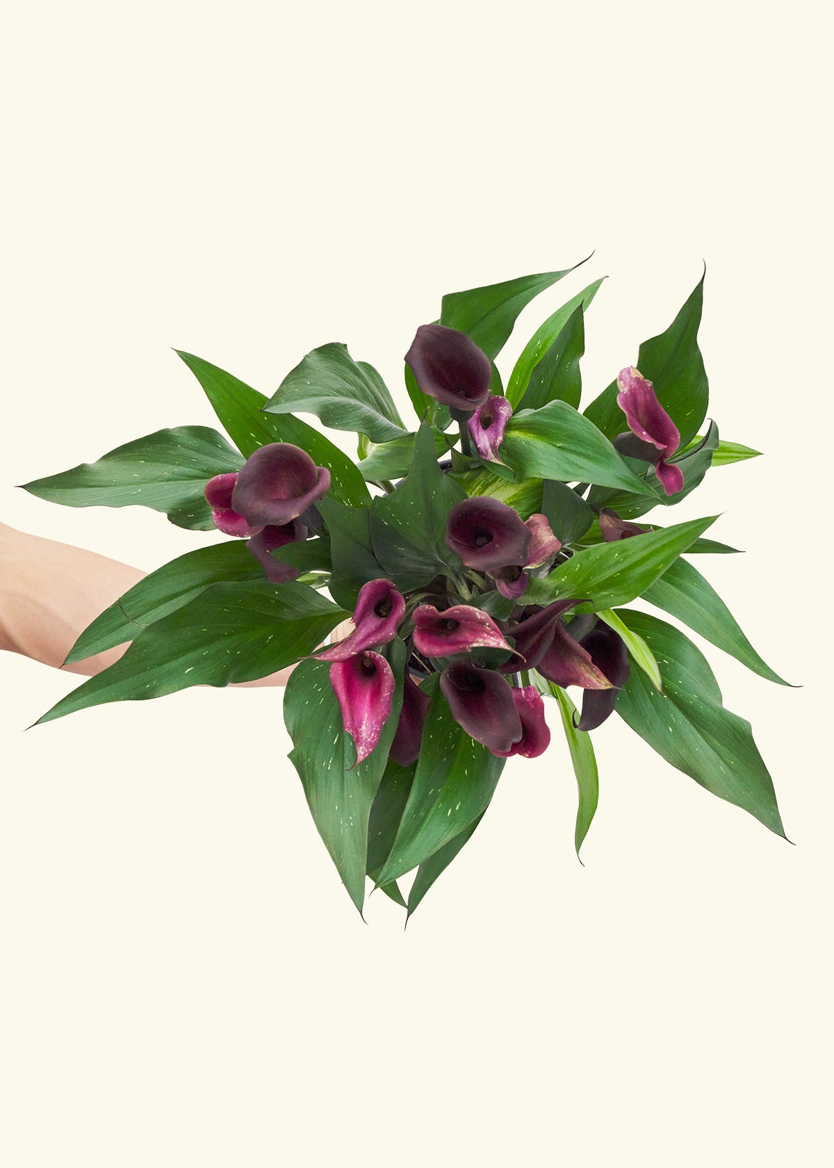 Assorted Calla Lilies, 4-Pack