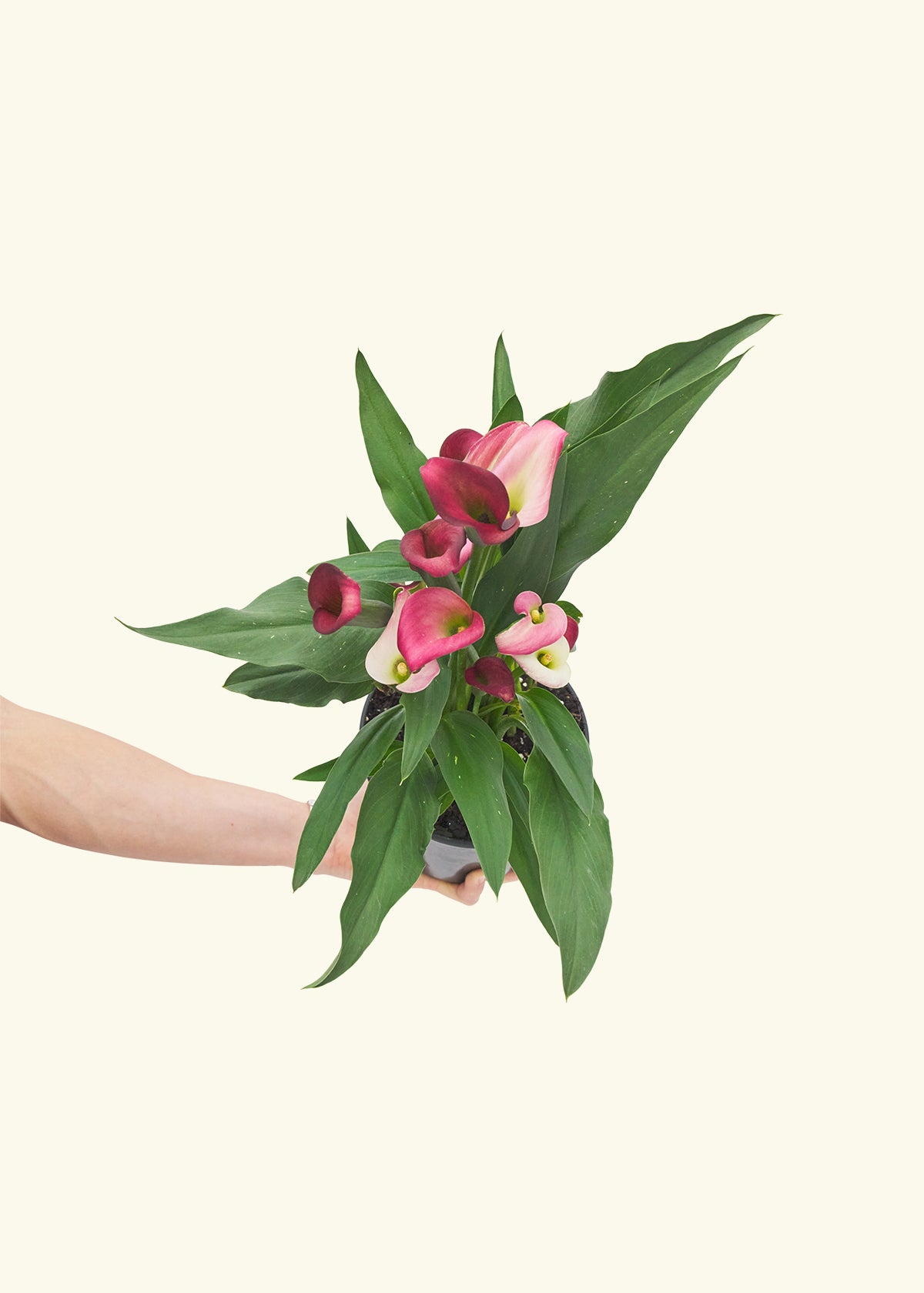 Assorted Calla Lilies, 4-Pack