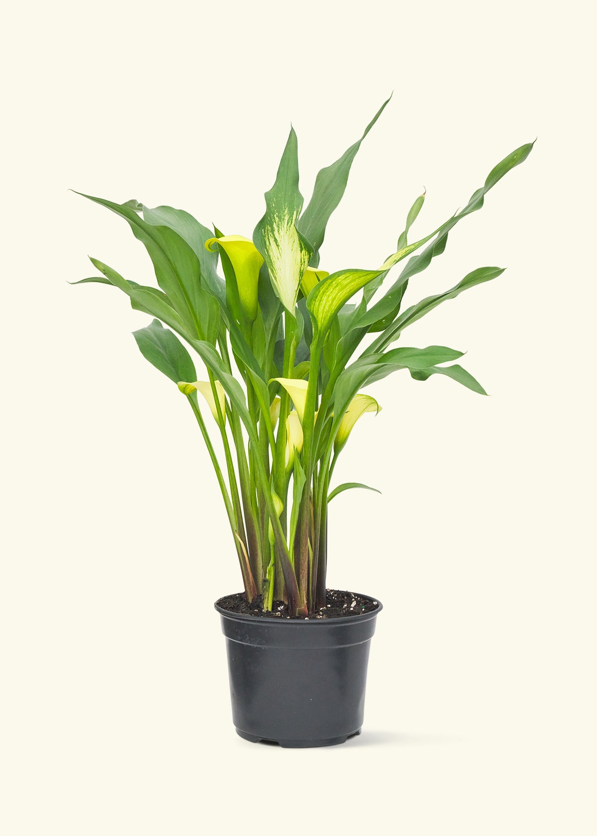 Assorted Calla Lilies, 4-Pack