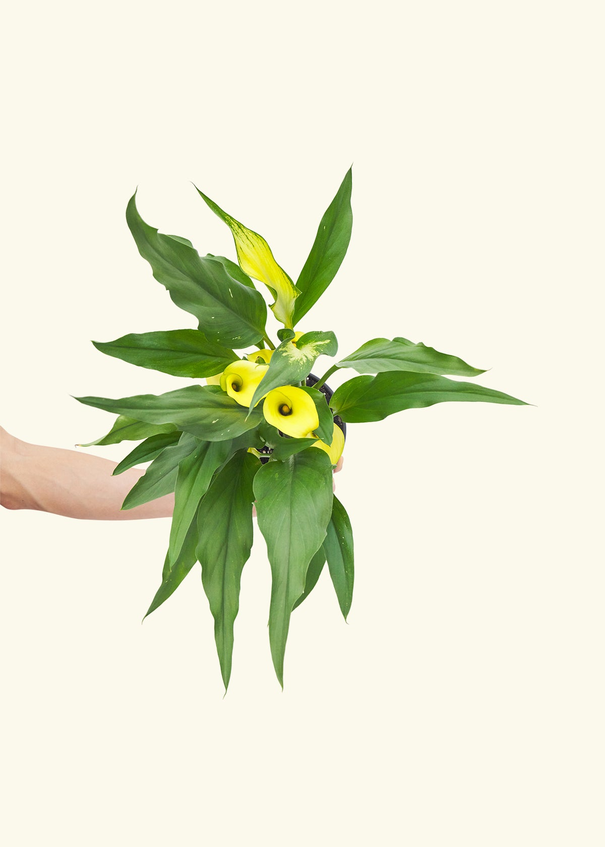 Assorted Calla Lilies, 2-Pack