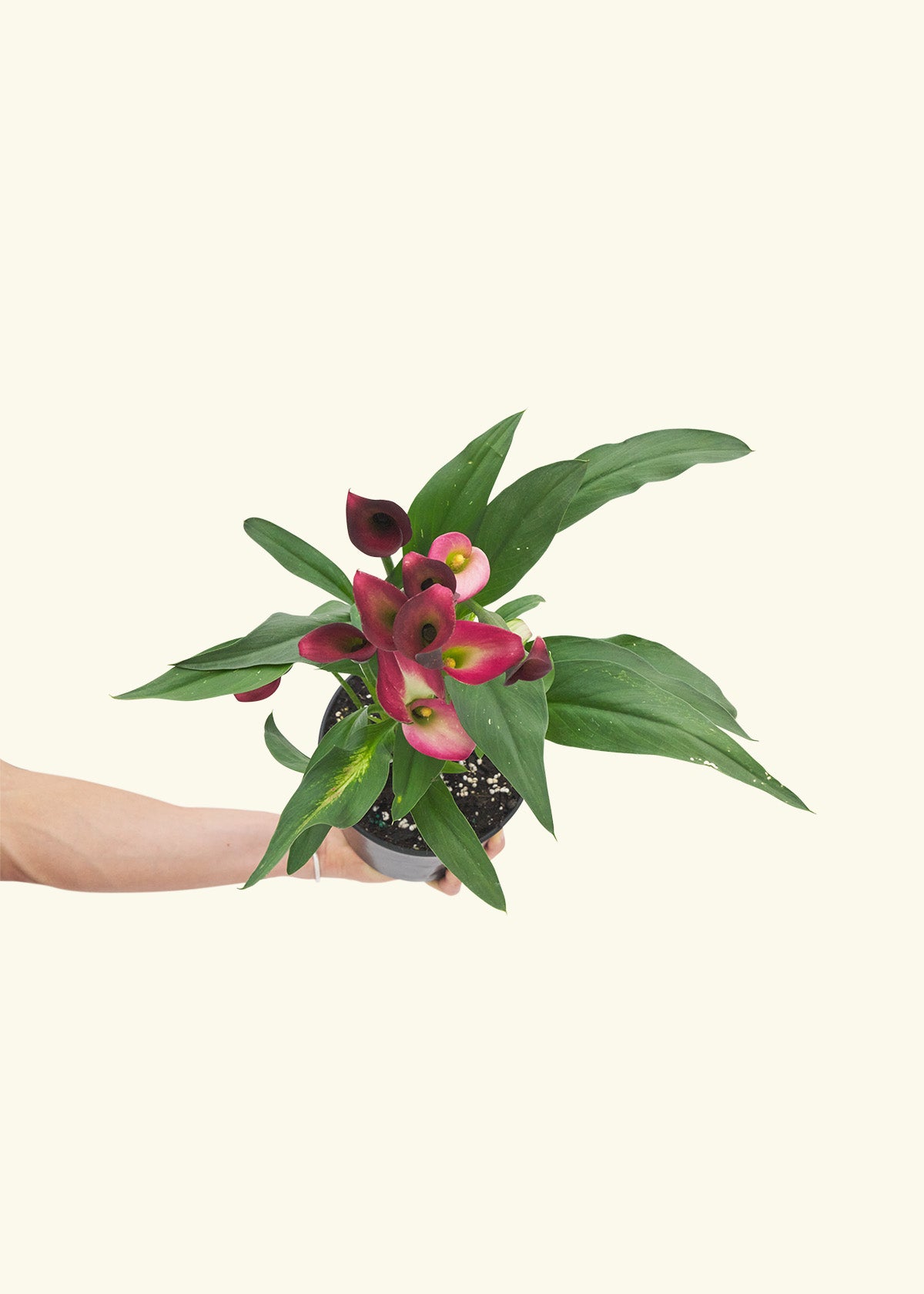 Assorted Calla Lilies, 4-Pack