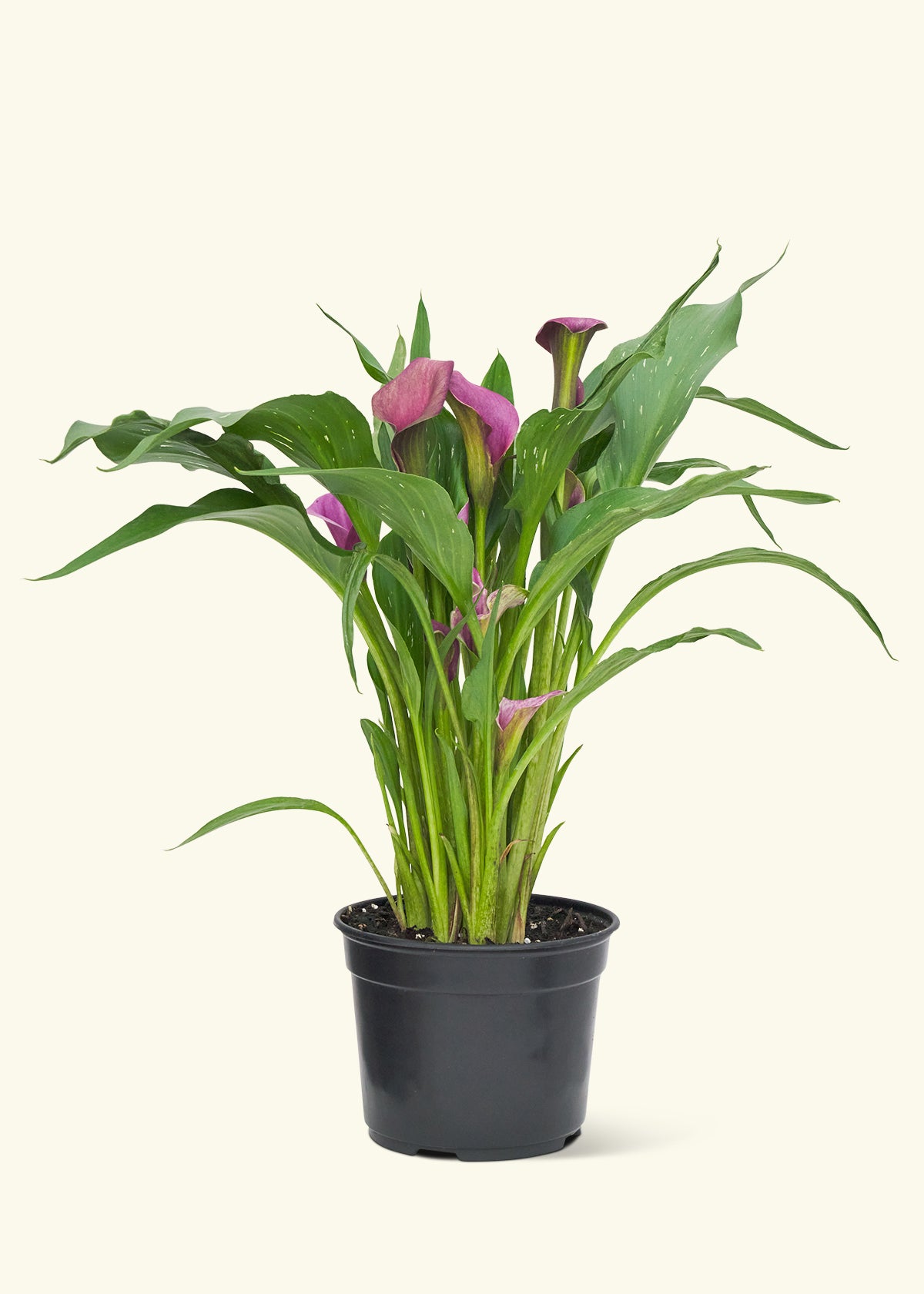 Assorted Calla Lilies, 4-Pack