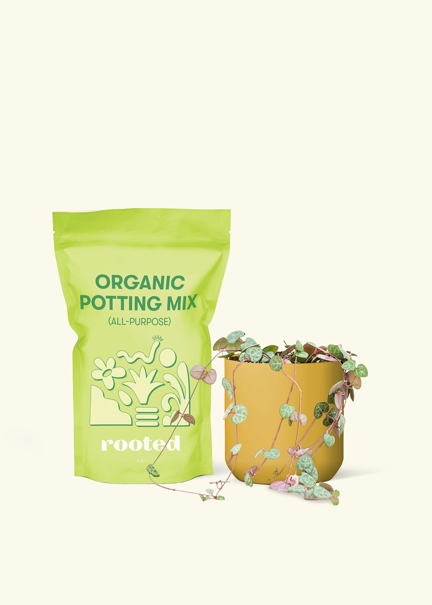 Small String of Hearts in a mustard cylinder pot and a bag of soil.