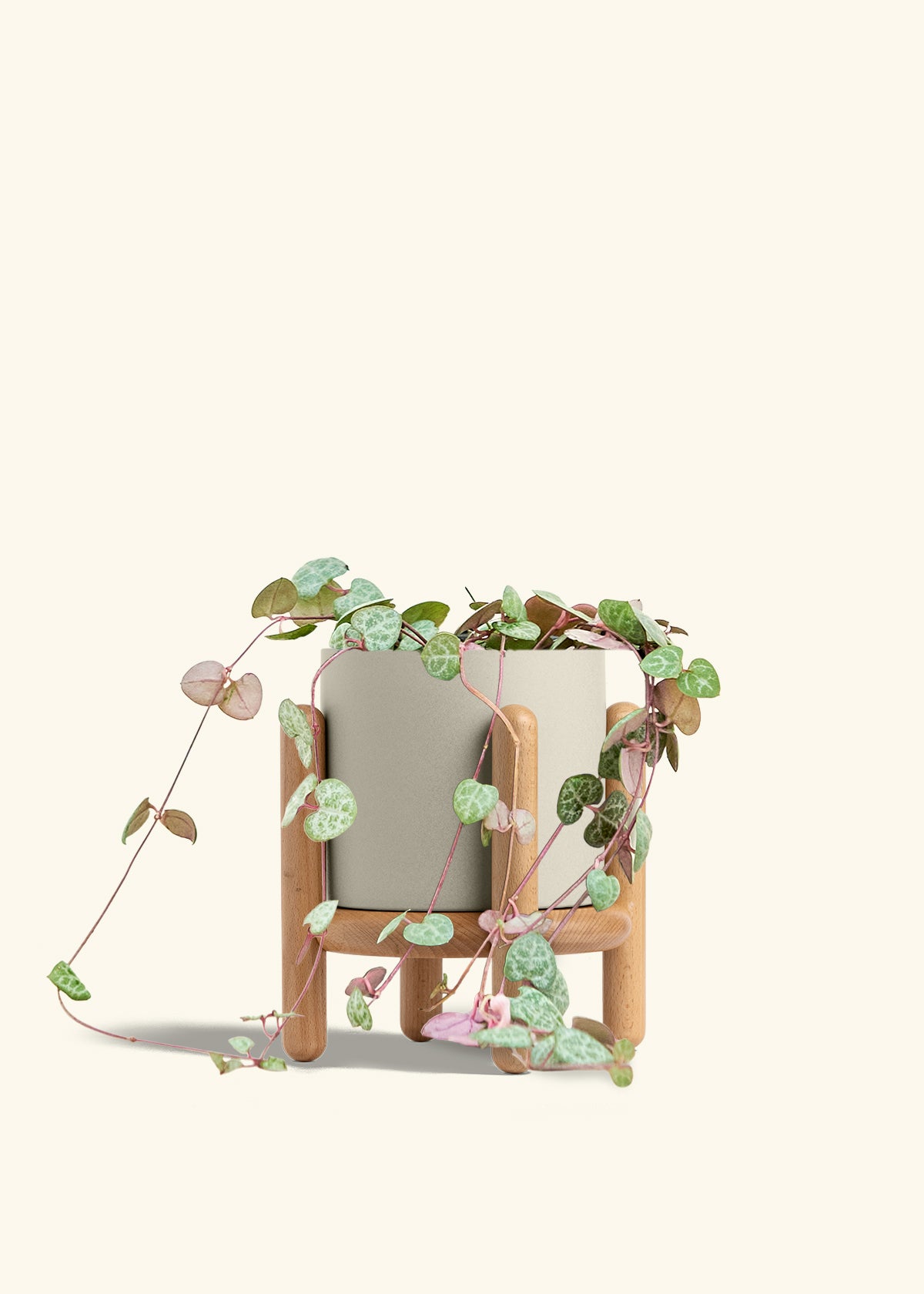 String of Hearts in a 6 inches Oat Classic Cylinder Planter in a Beech Wood Stand