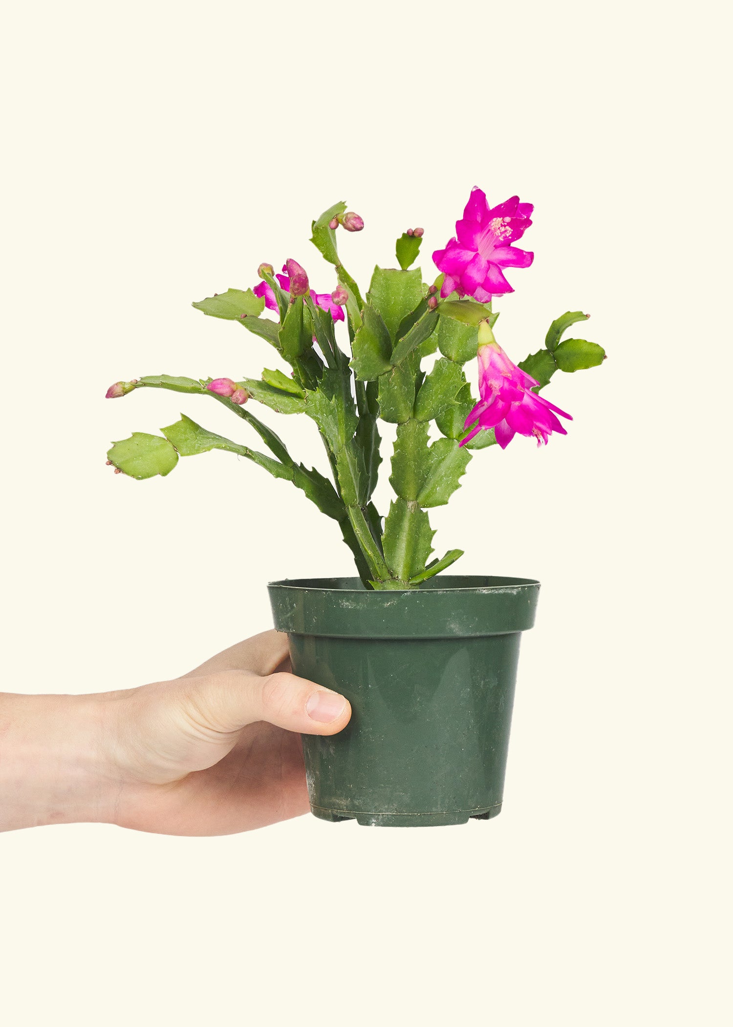 Small Pink Christmas Cactus in a grow pot.
