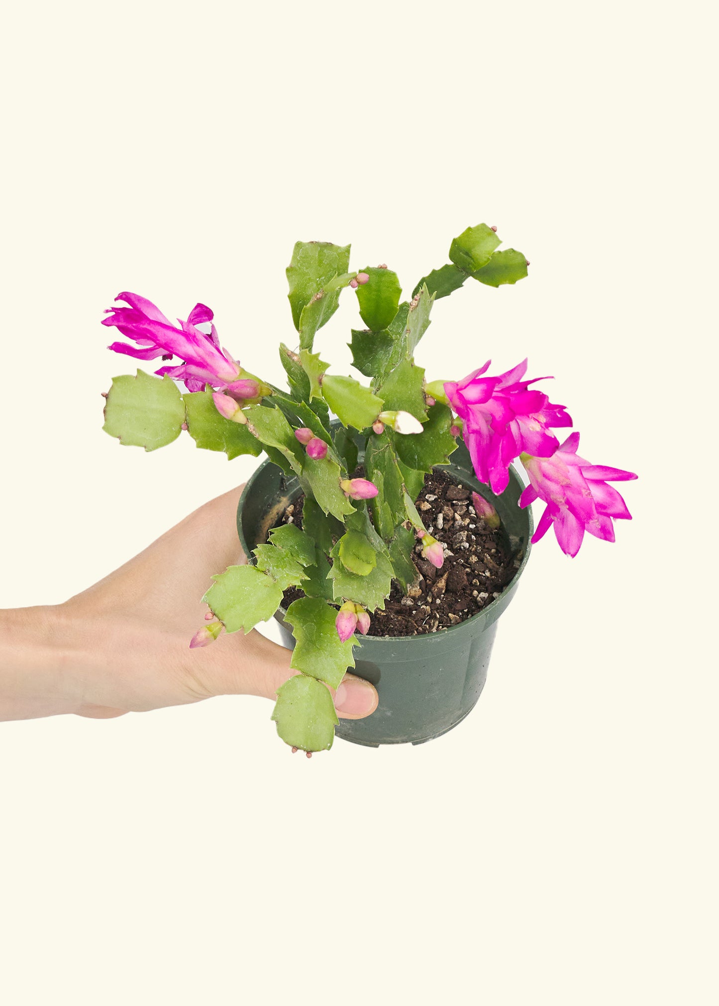 Small Pink Christmas Cactus in a grow pot.