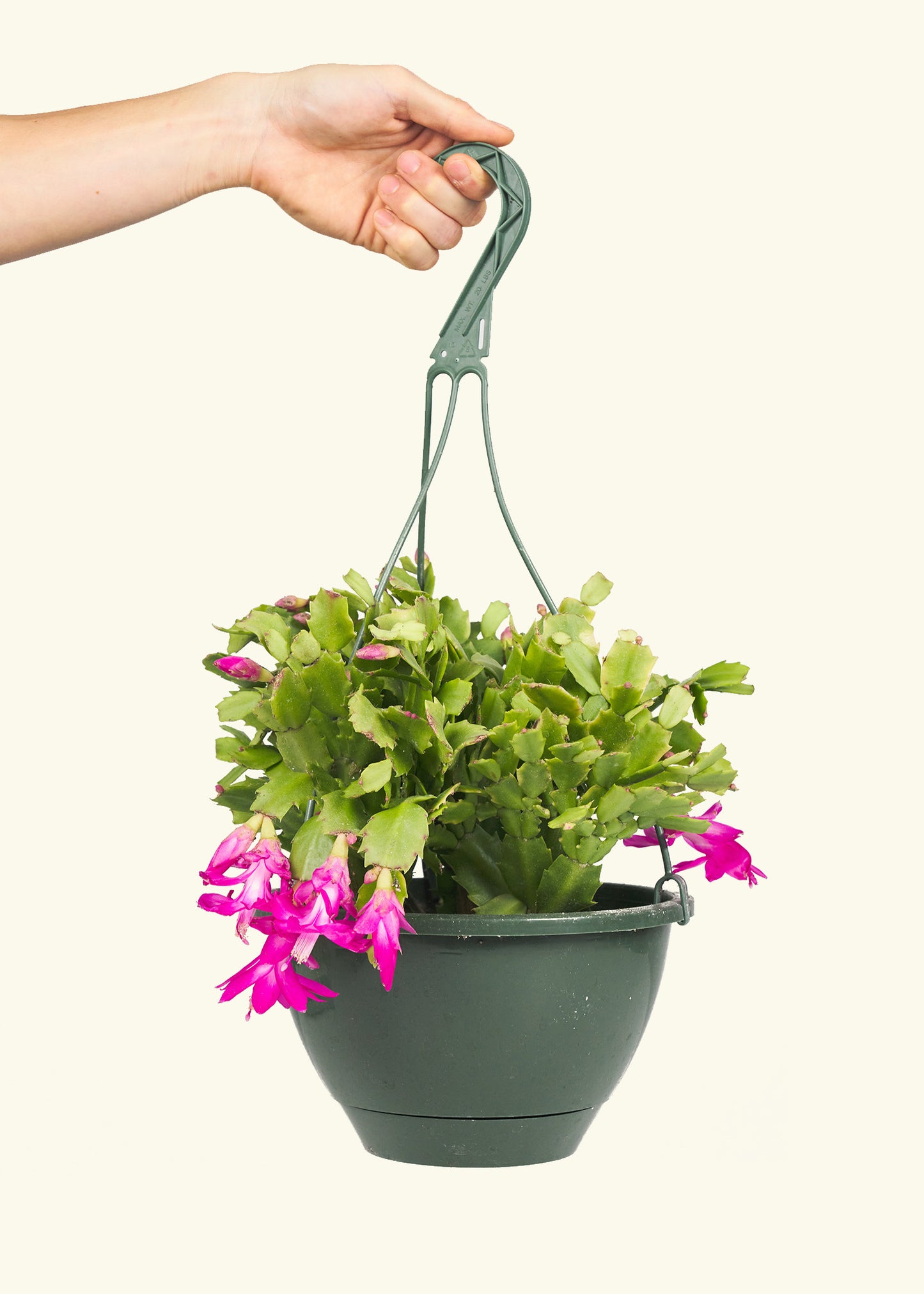 Christmas Cactus in a 8 inches grow pot