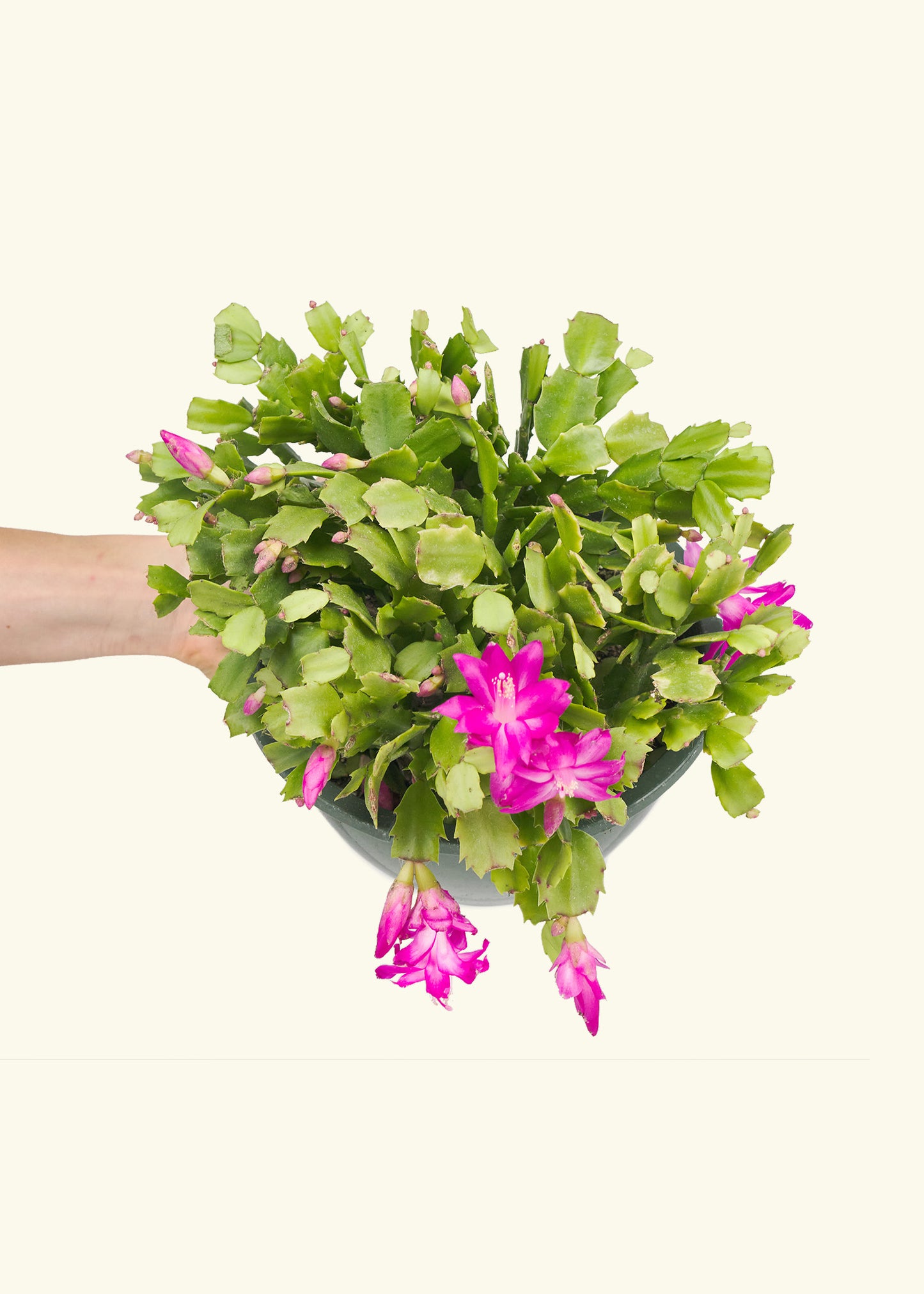 Christmas Cactus in a 8 inches grow pot