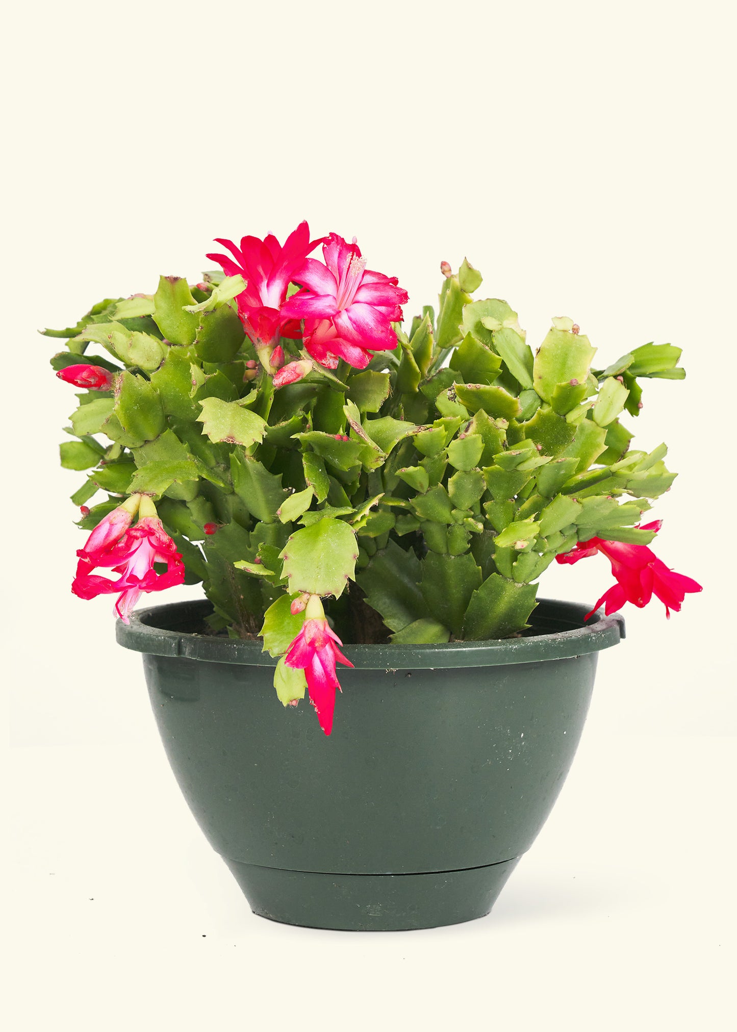 Christmas Cactus in a 8 inches grow pot